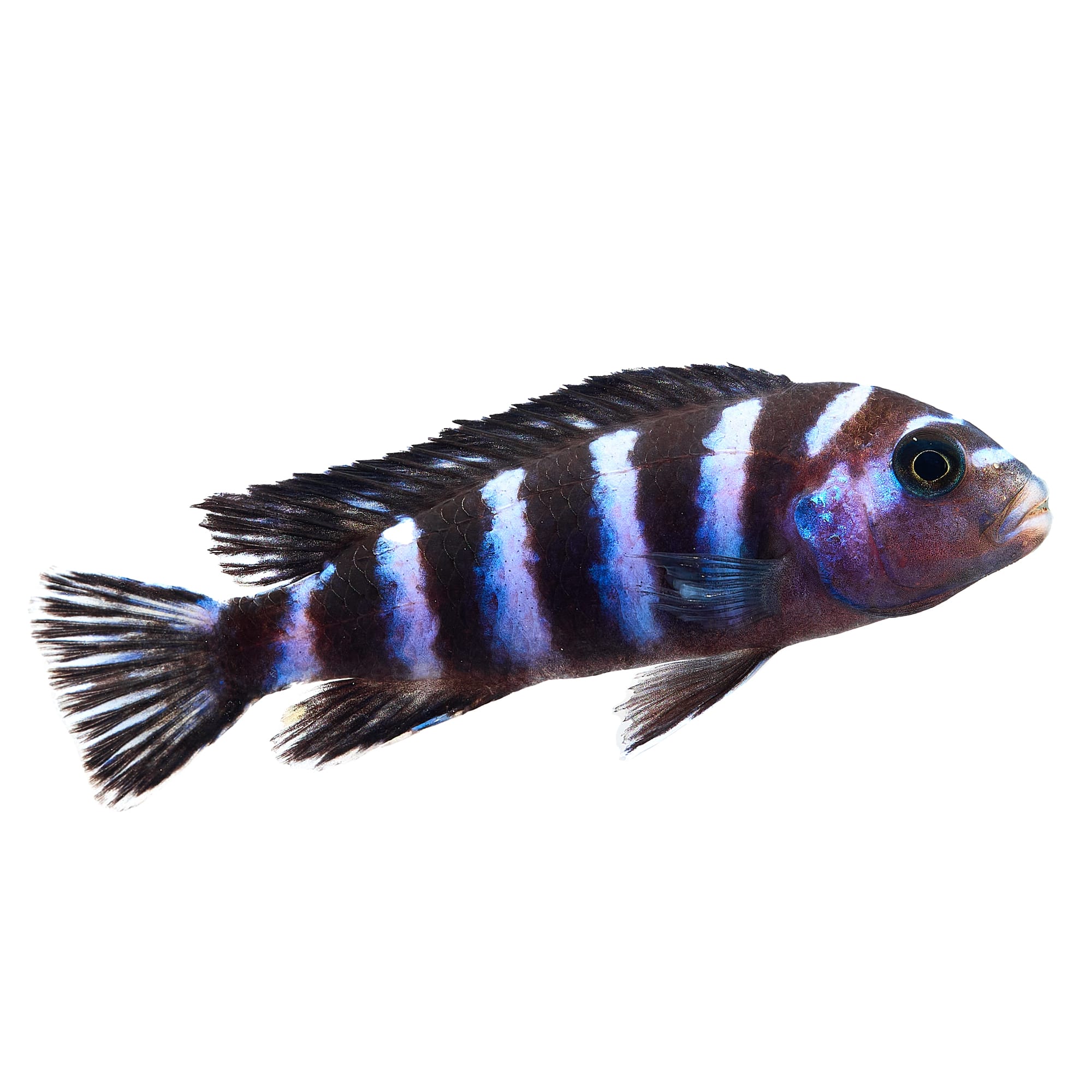 Demasoni Cichlid For Sale | Petco