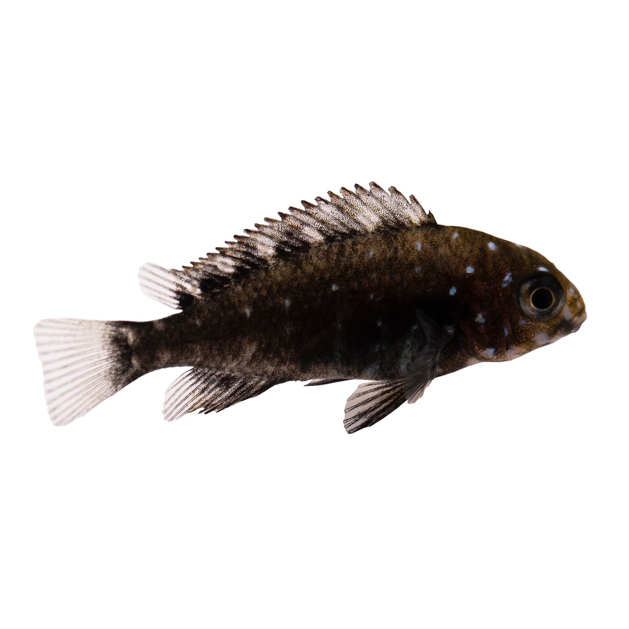 Duboisi cichlid outlet care