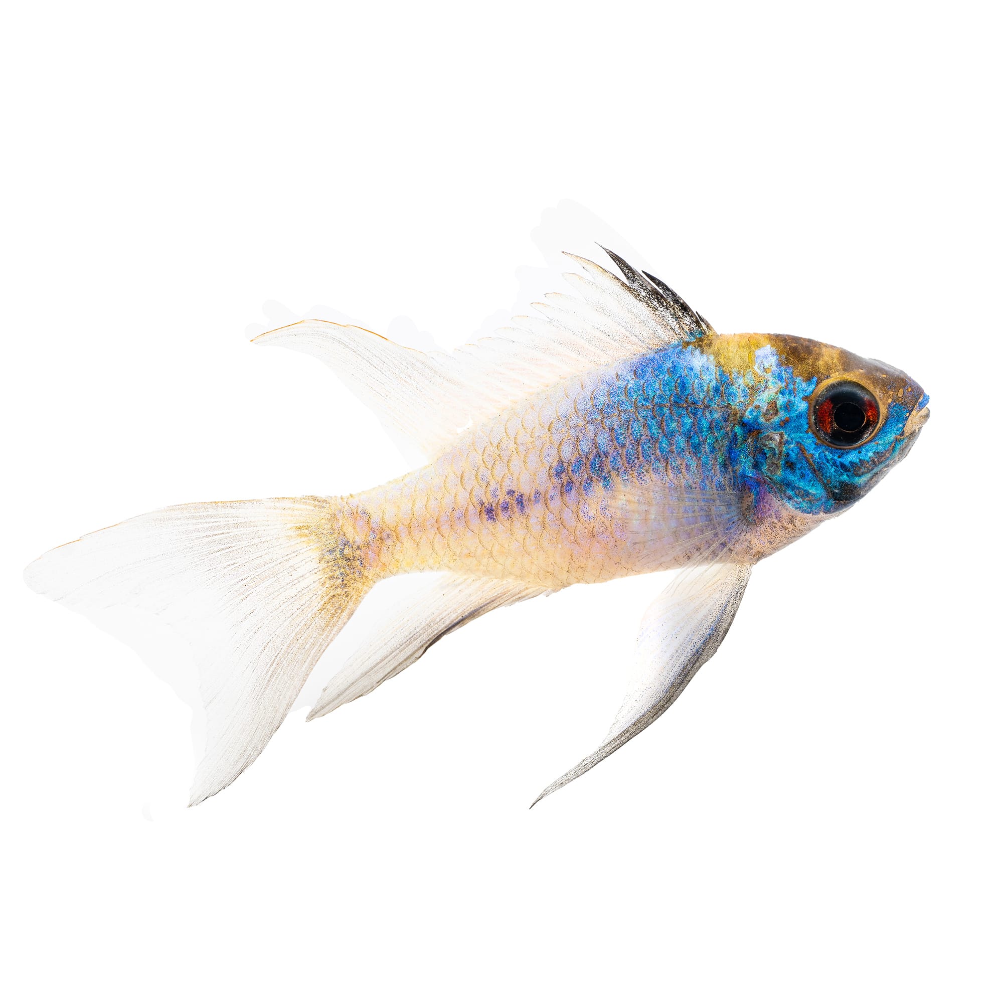 Electric Blue Ram Cichlid (Mikrogeophagus ramirezi)