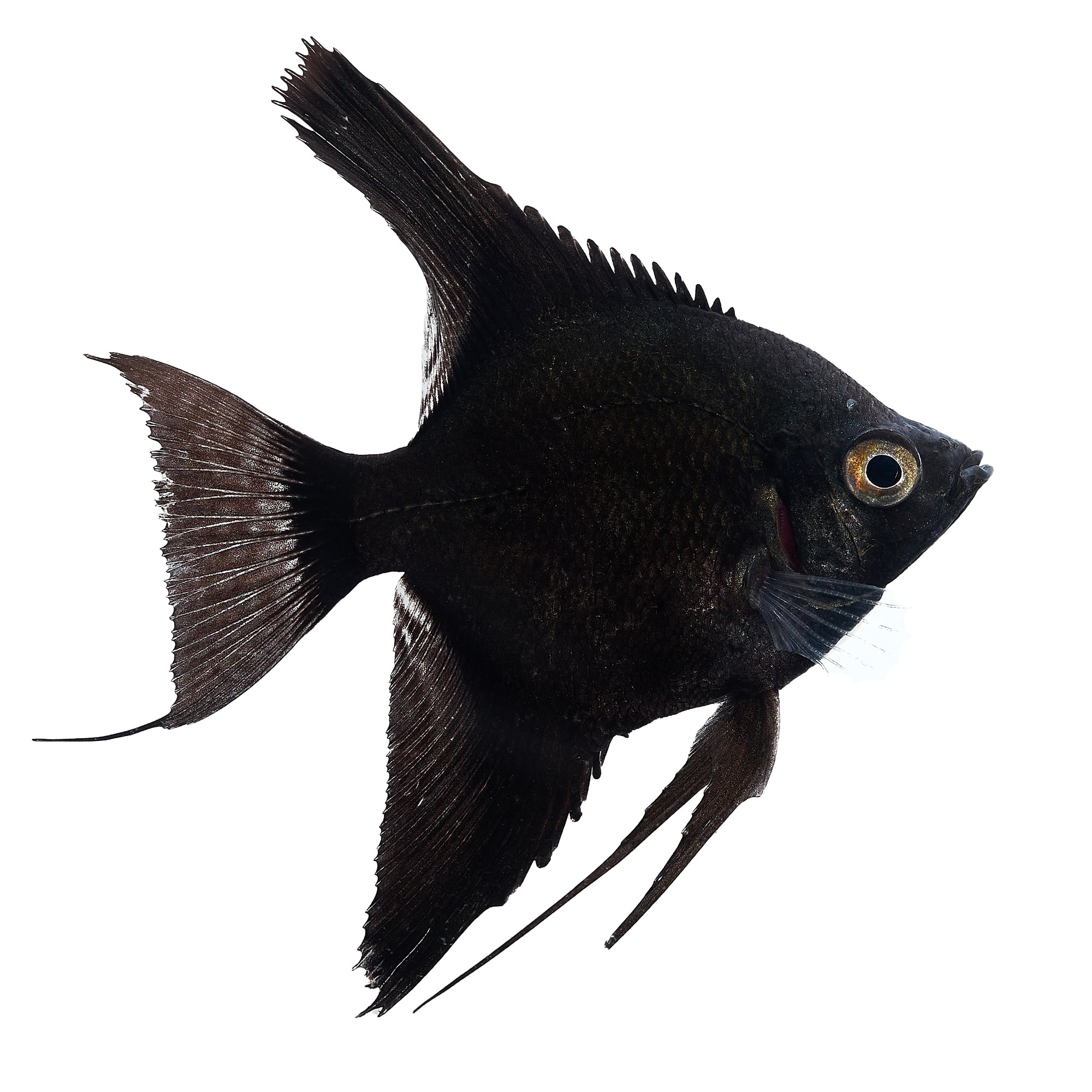 Black Angelfish For Sale