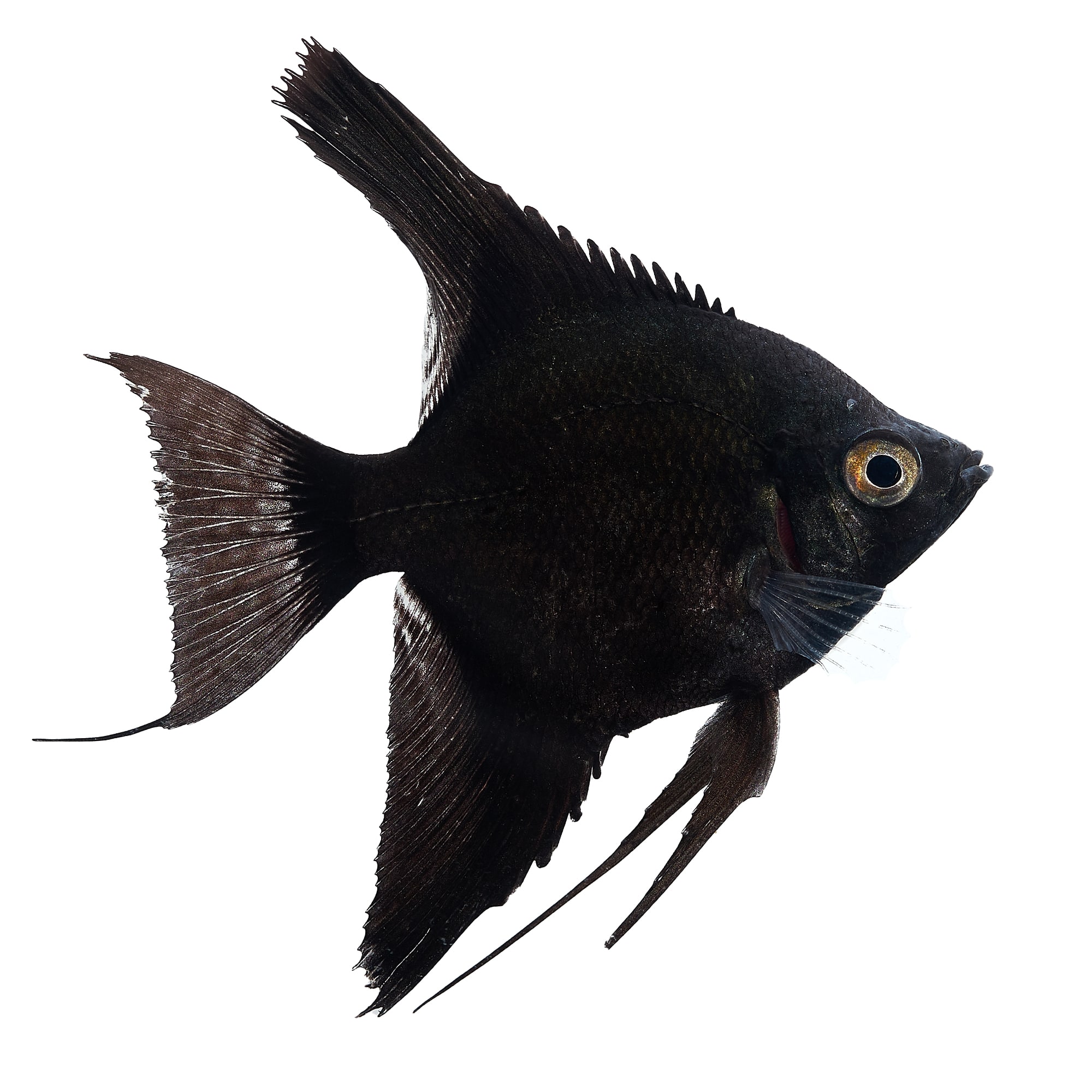 Black freshwater clearance aquarium fish