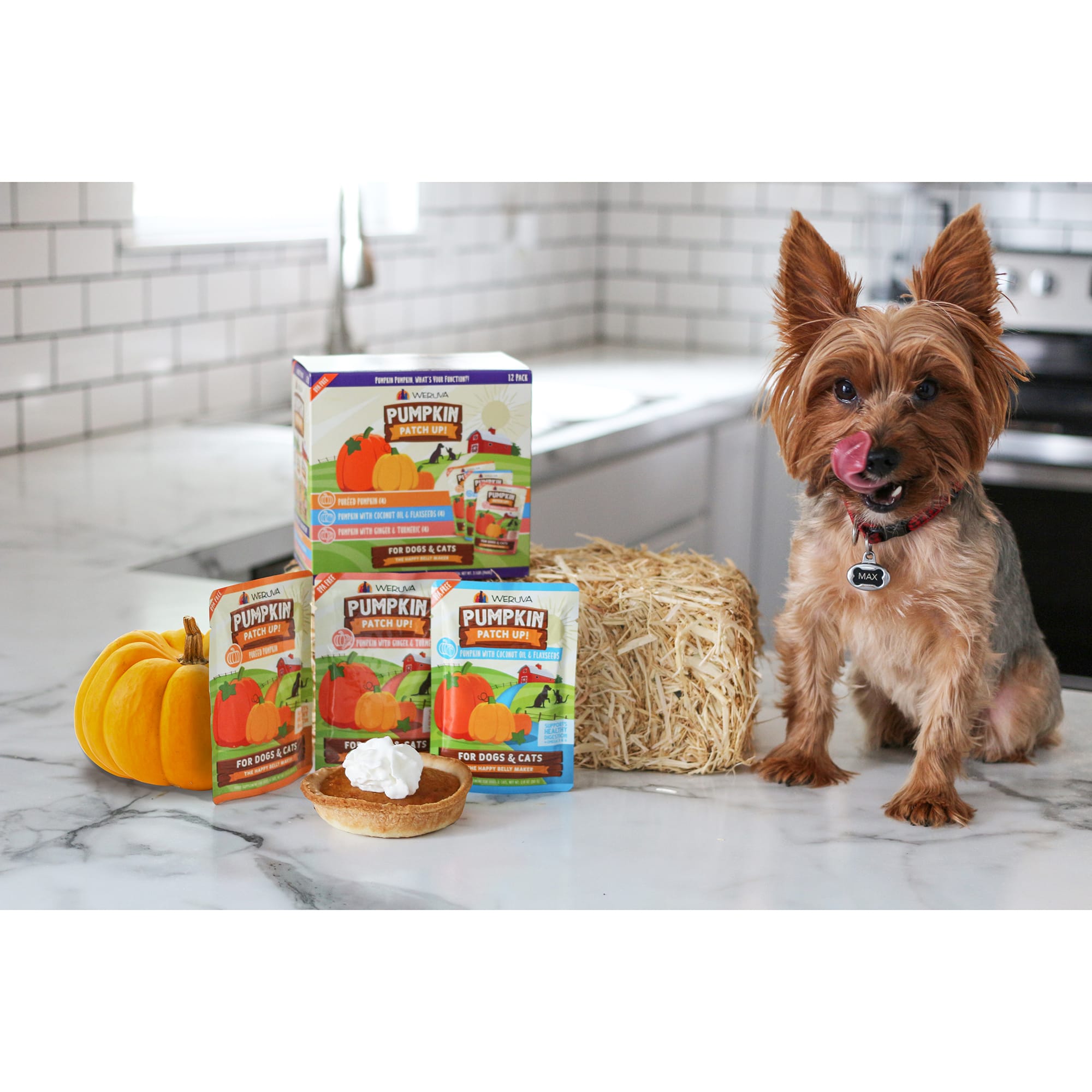 Pets Choice - Wet Piper Dog Game and Pumpkin