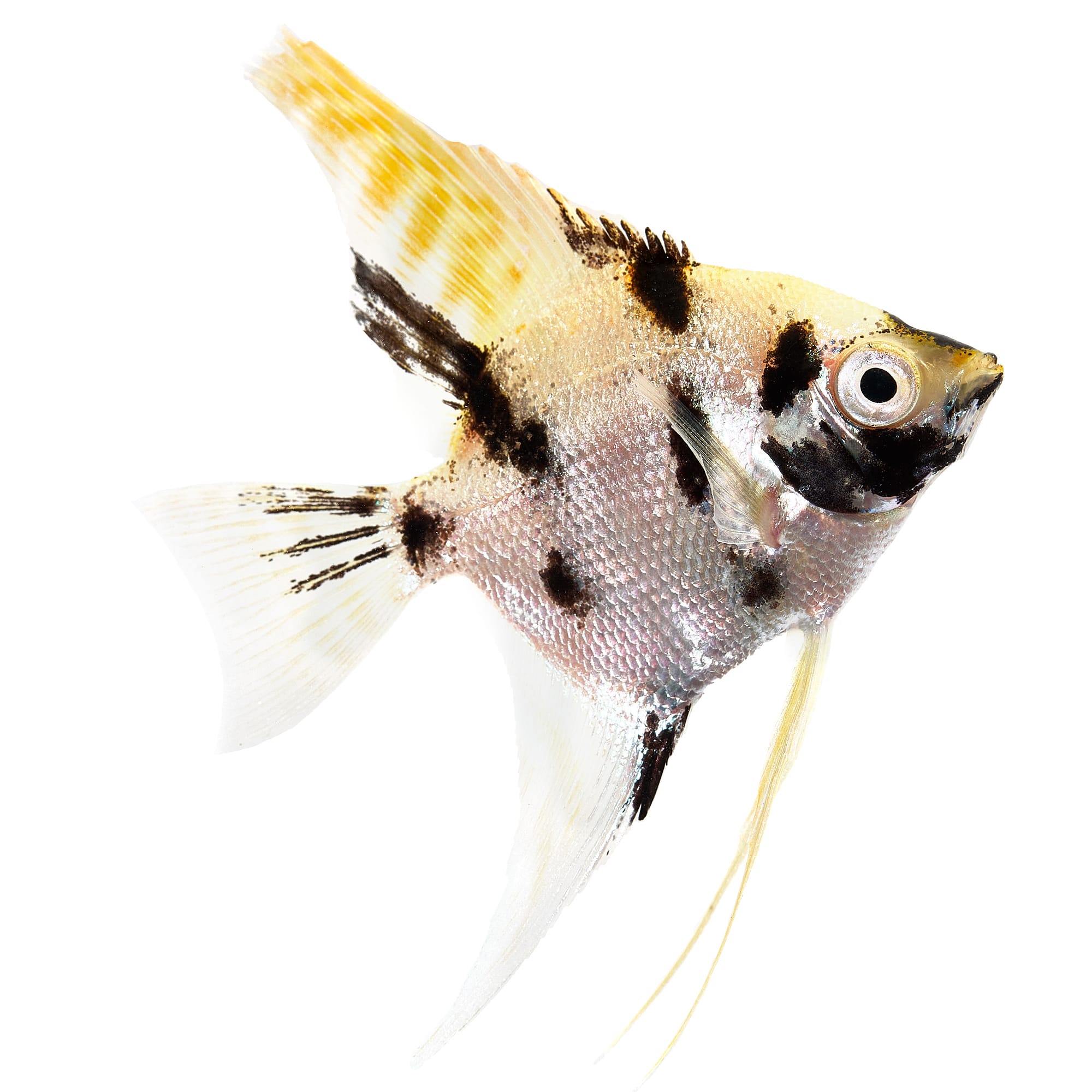 Tricolor Angelfish For Sale Petco