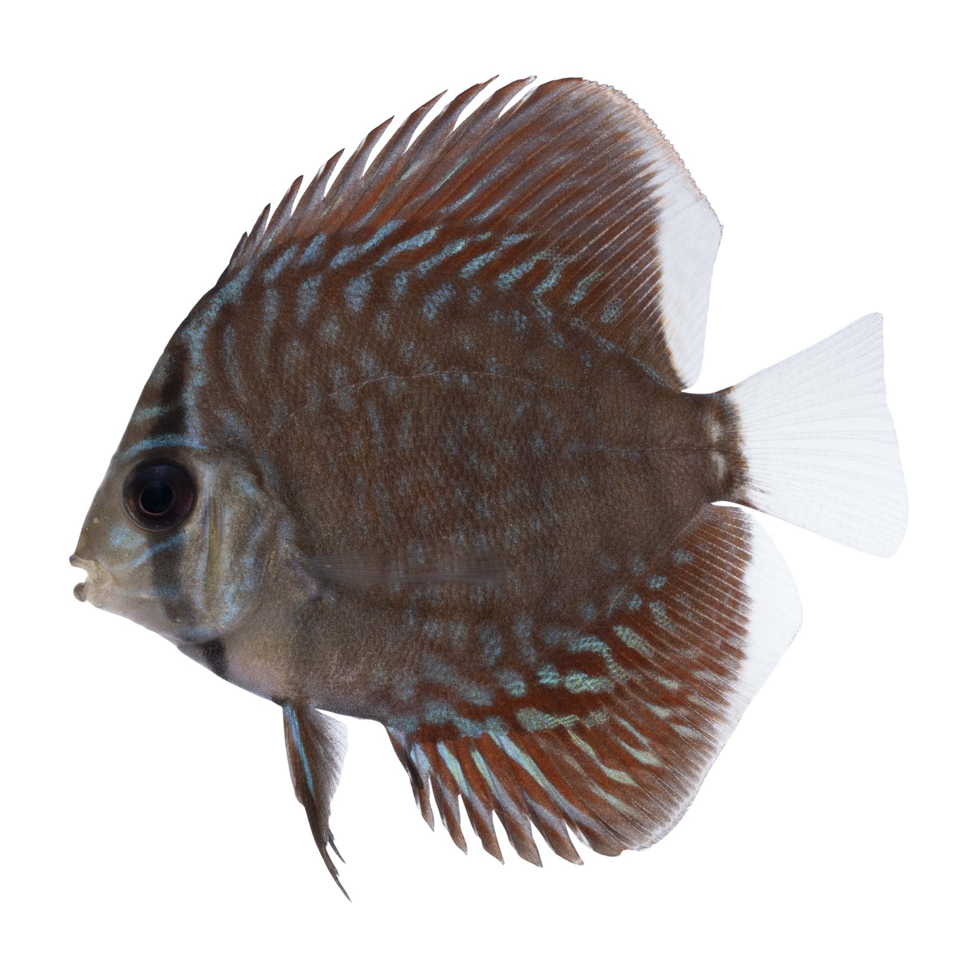 Blue Snakeskin Discus (Symphysodon aequifasciatus) | Petco