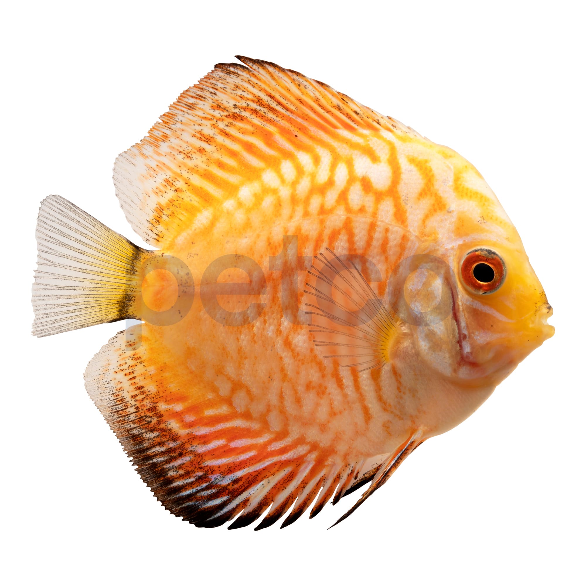 Petco Small Red Checkerboard Discus Freshwater Fish