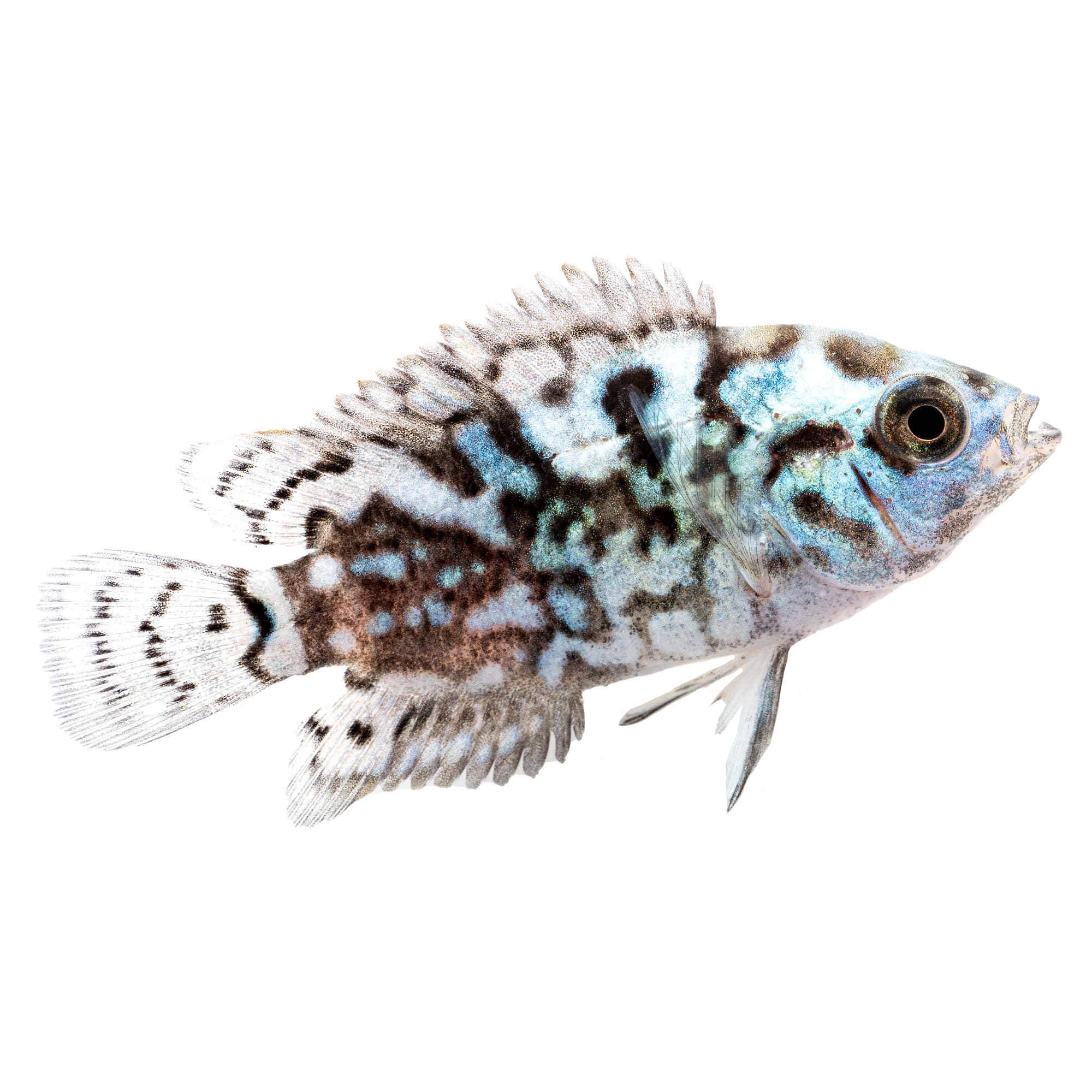 Jack dempsey outlet fish care