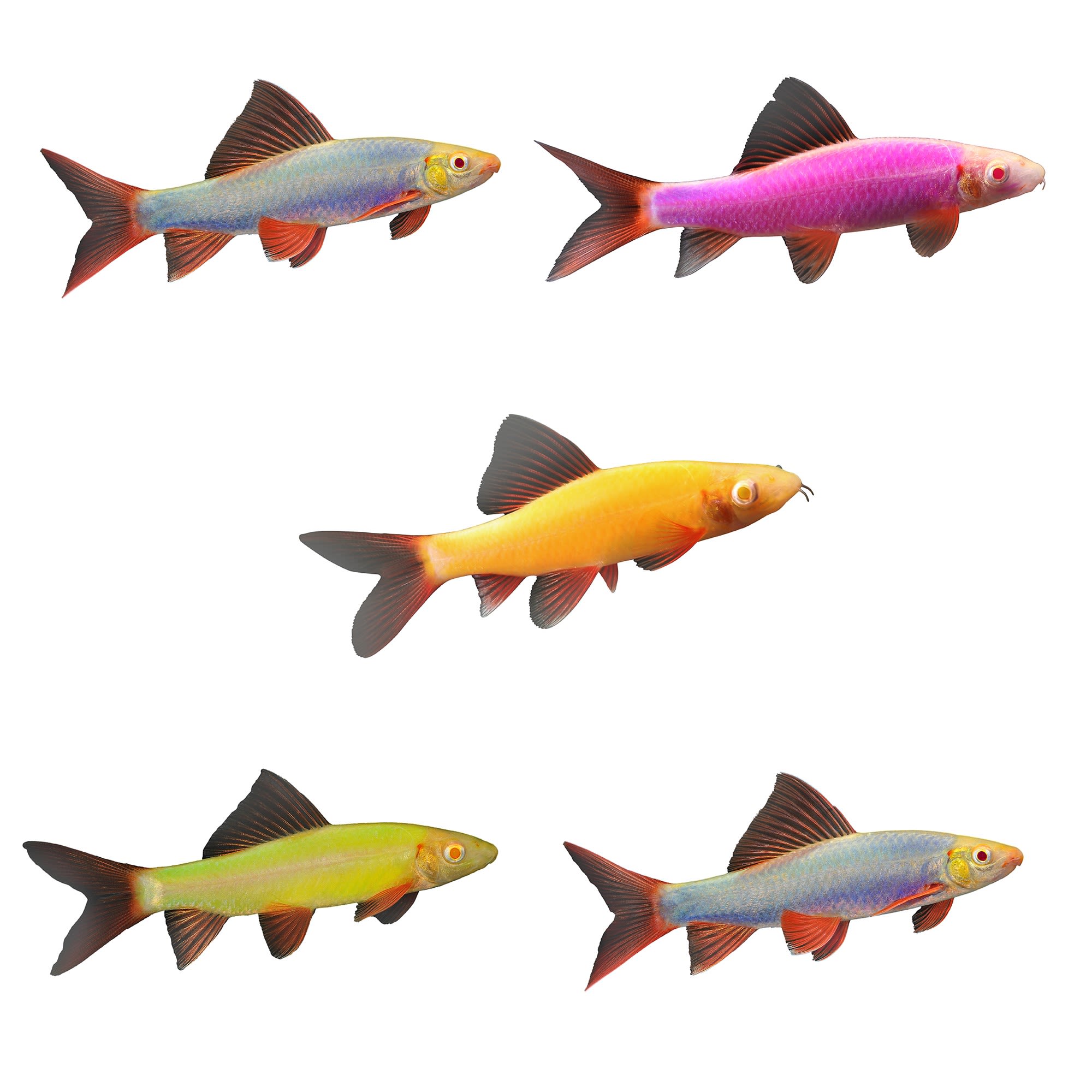 Moonrise Pink Longfin Tetra 5 For Sale - 5 Pack