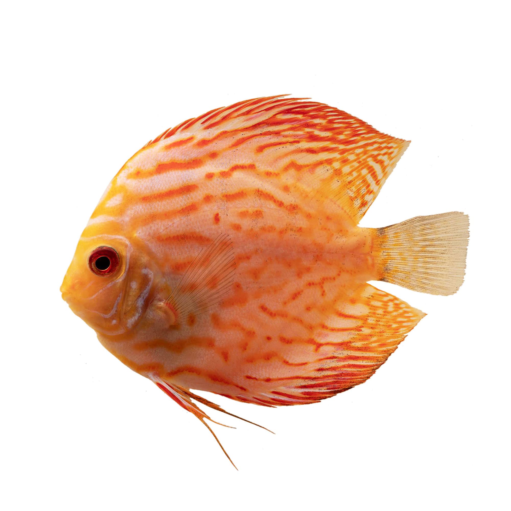 Discus fish 2025 for sale petco