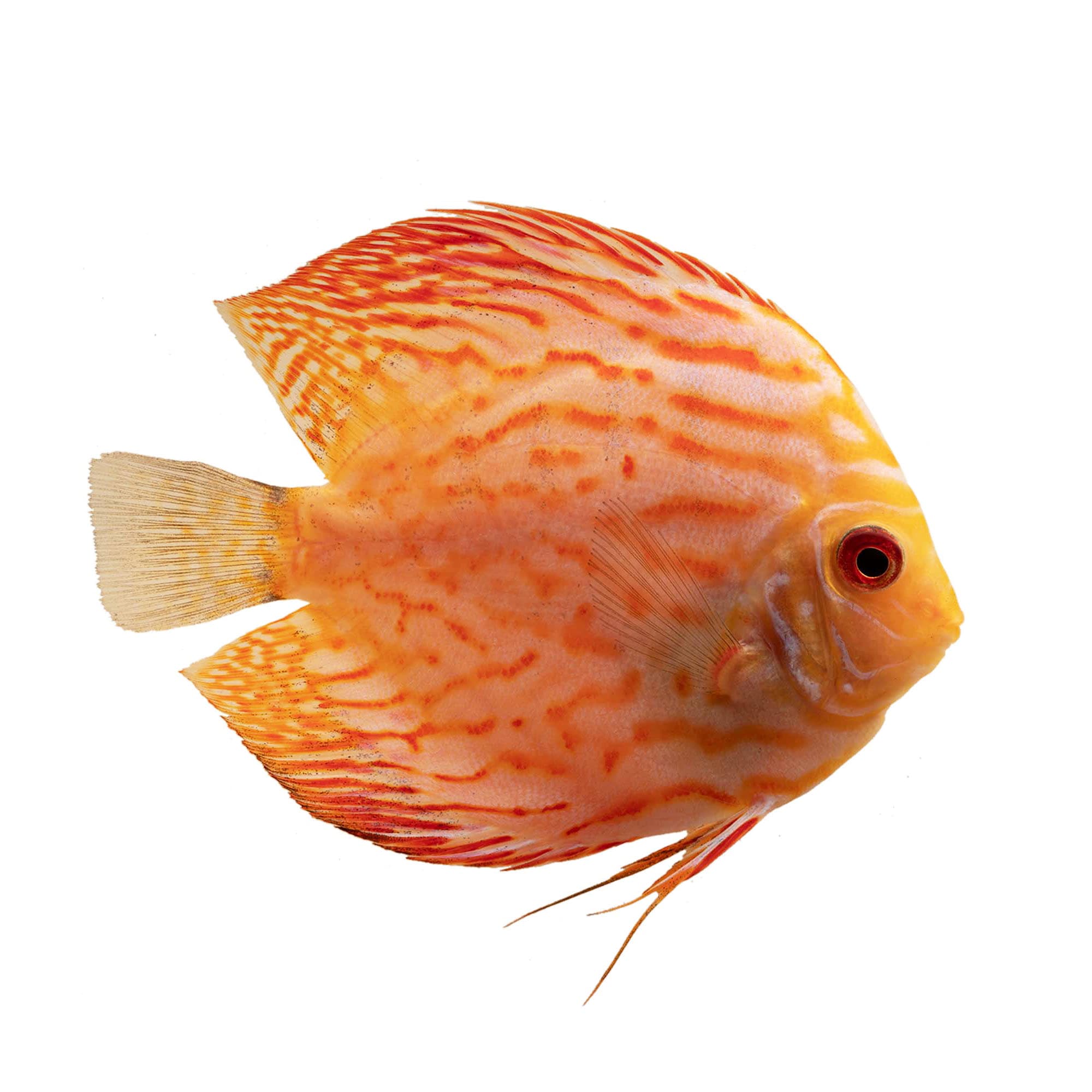 Discus fish deals for sale