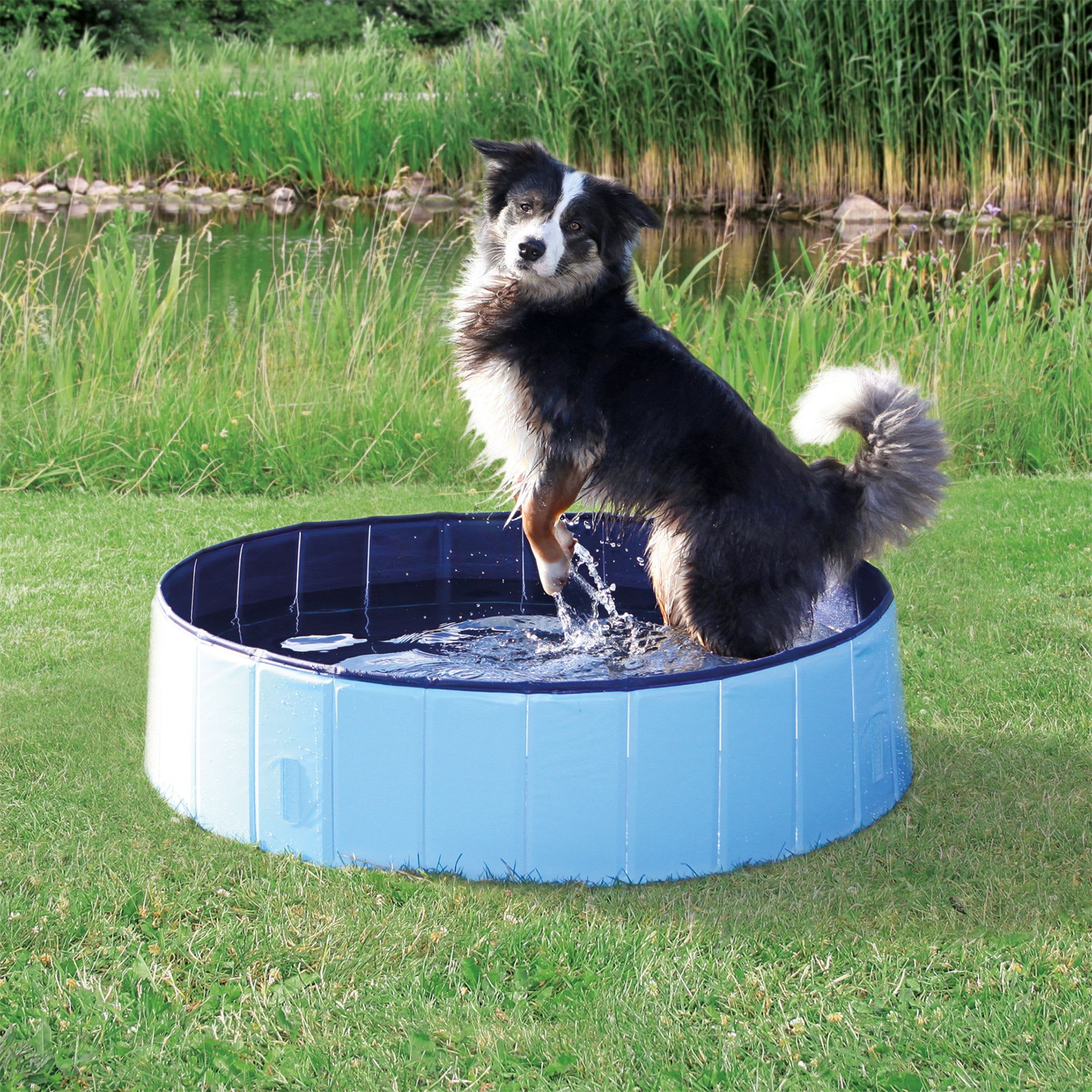 Dog store pool chewy