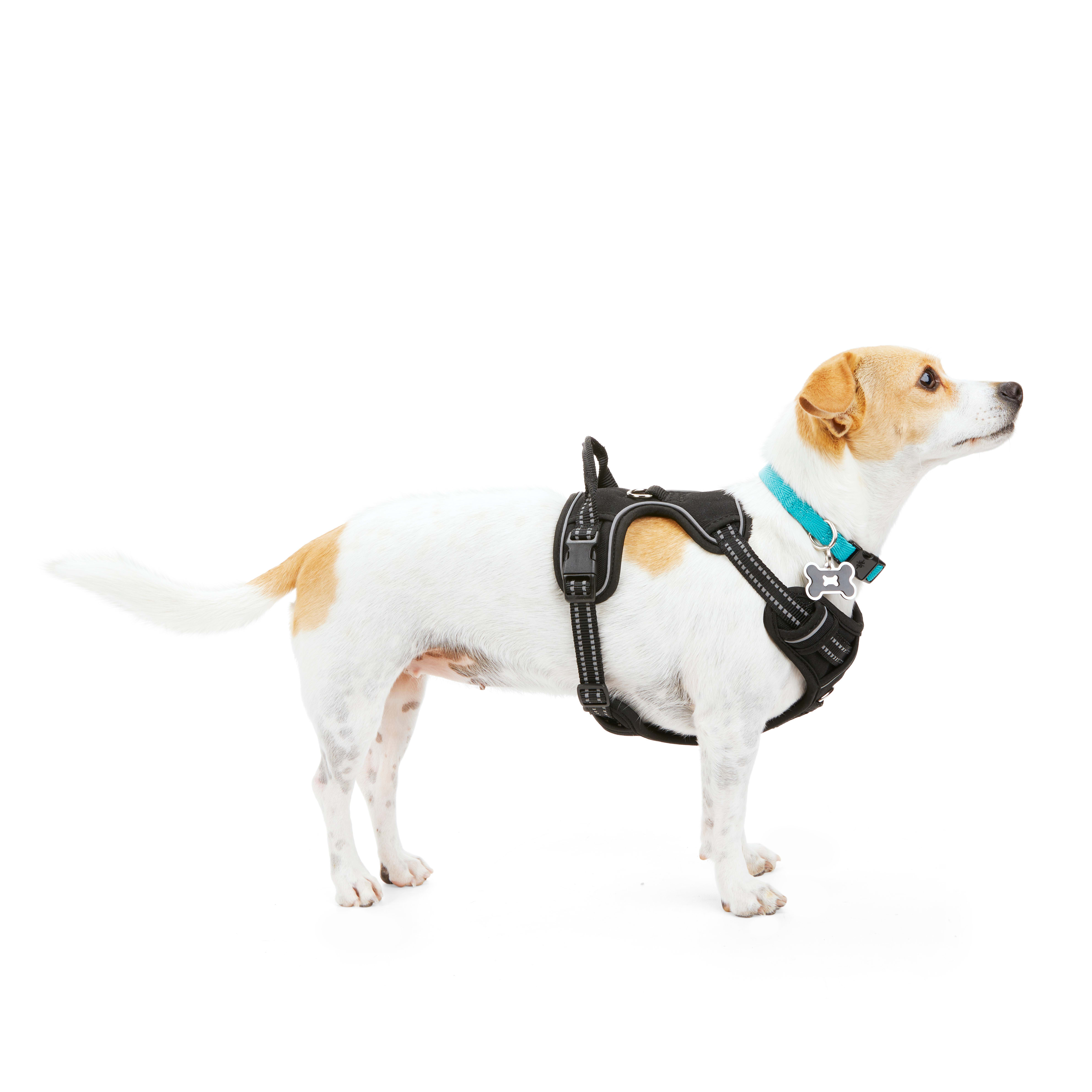 EveryYay Small Dog Front & Back Clip Harness Black