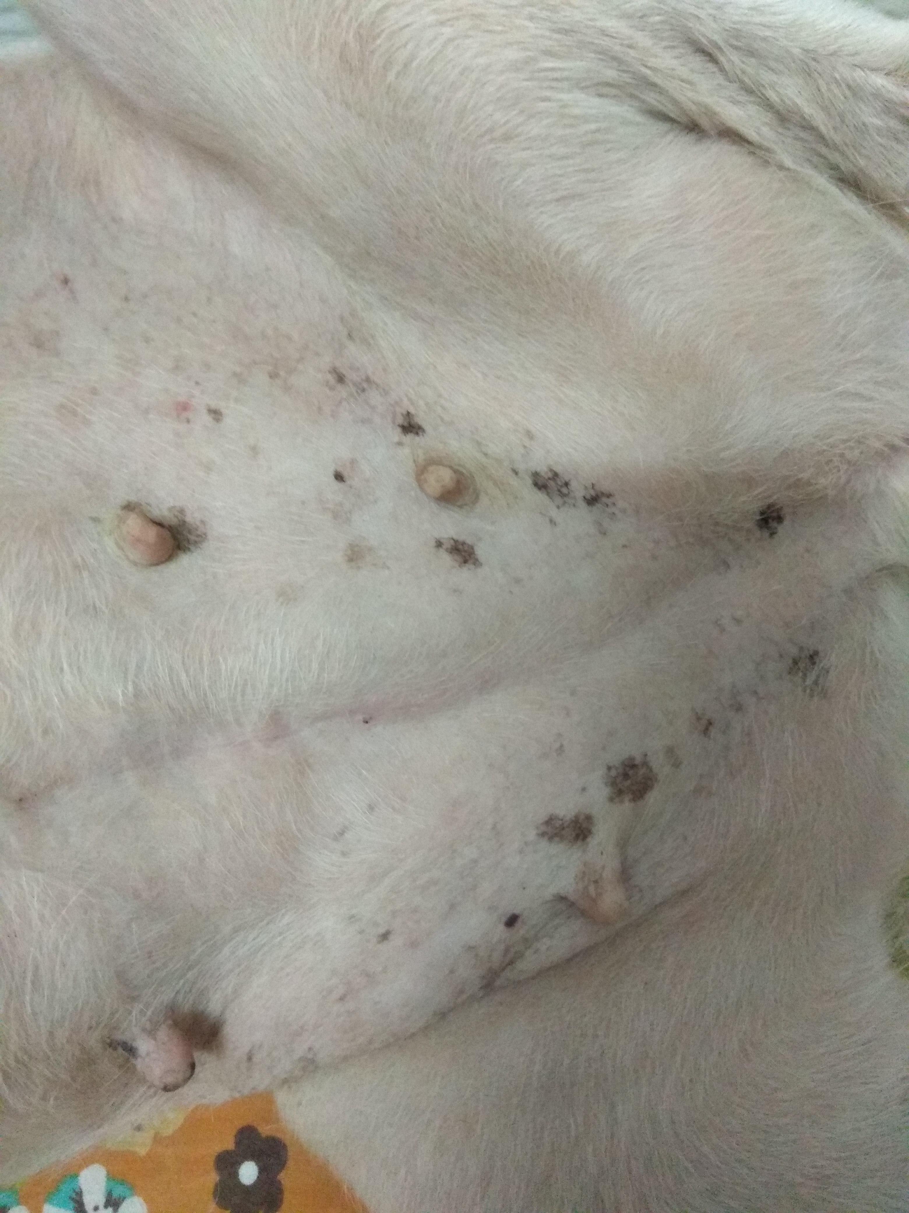 My dog has sudden dark black spots on her skin. Serious? | Petco