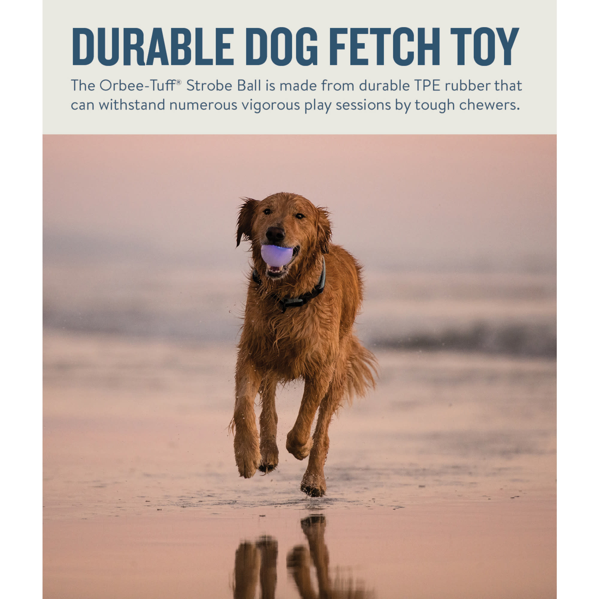 Dog OrbeeTuff Strobe Interactive Blinking LED Light Up Durable Ball Dog Toy Petco