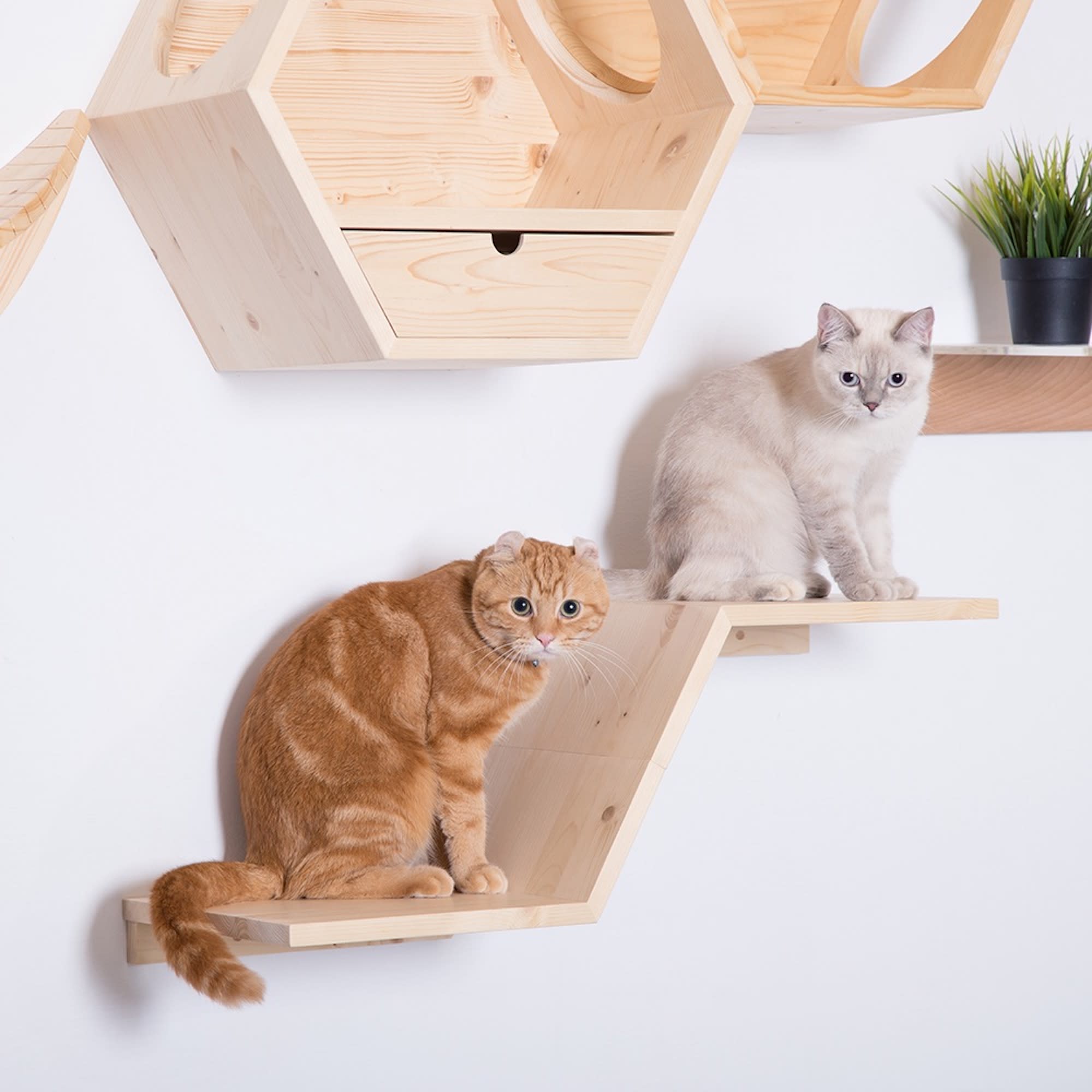 Petco 2025 cat shelves