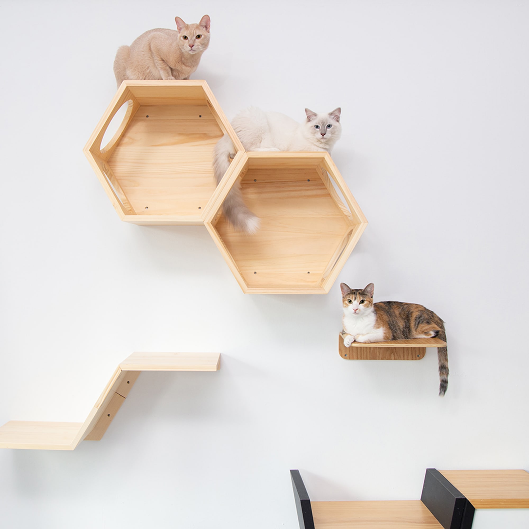 Cats on outlet shelves