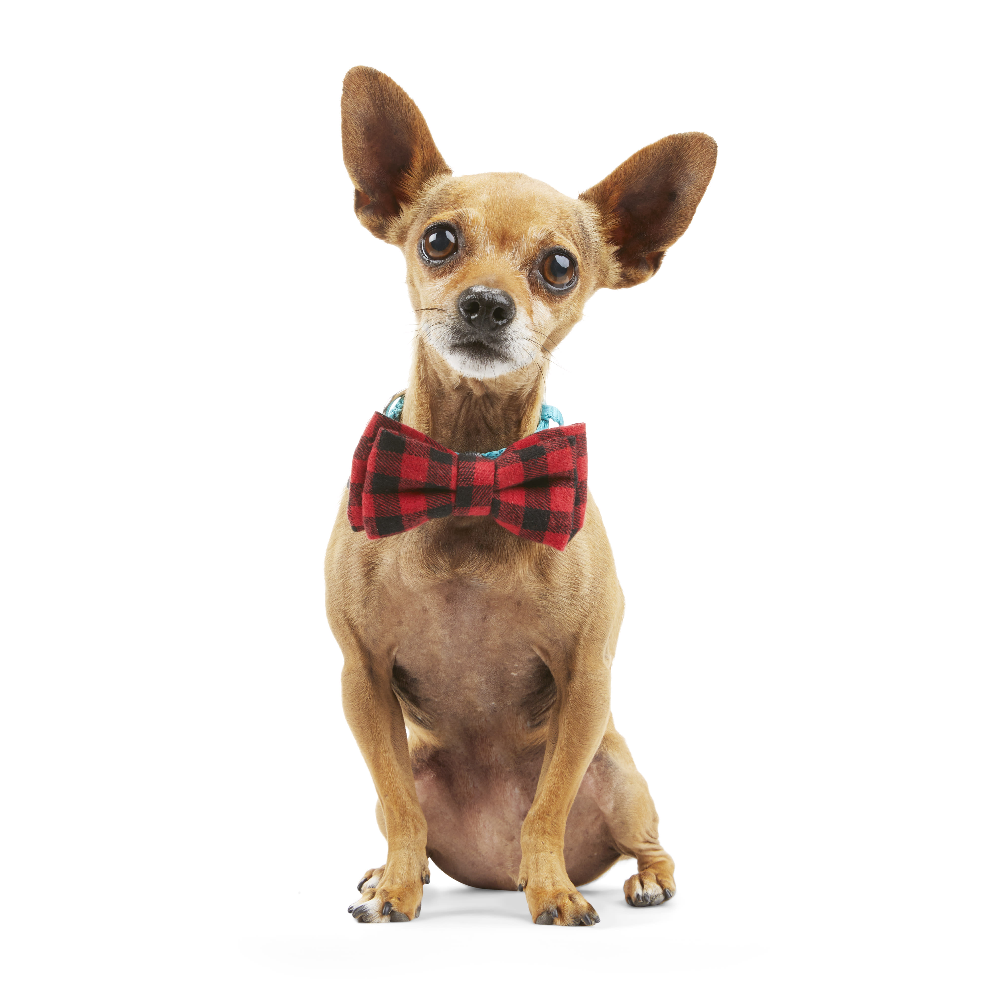 YOULY The Hipster Buffalo Check Dog Bowtie Set, Pack of 2