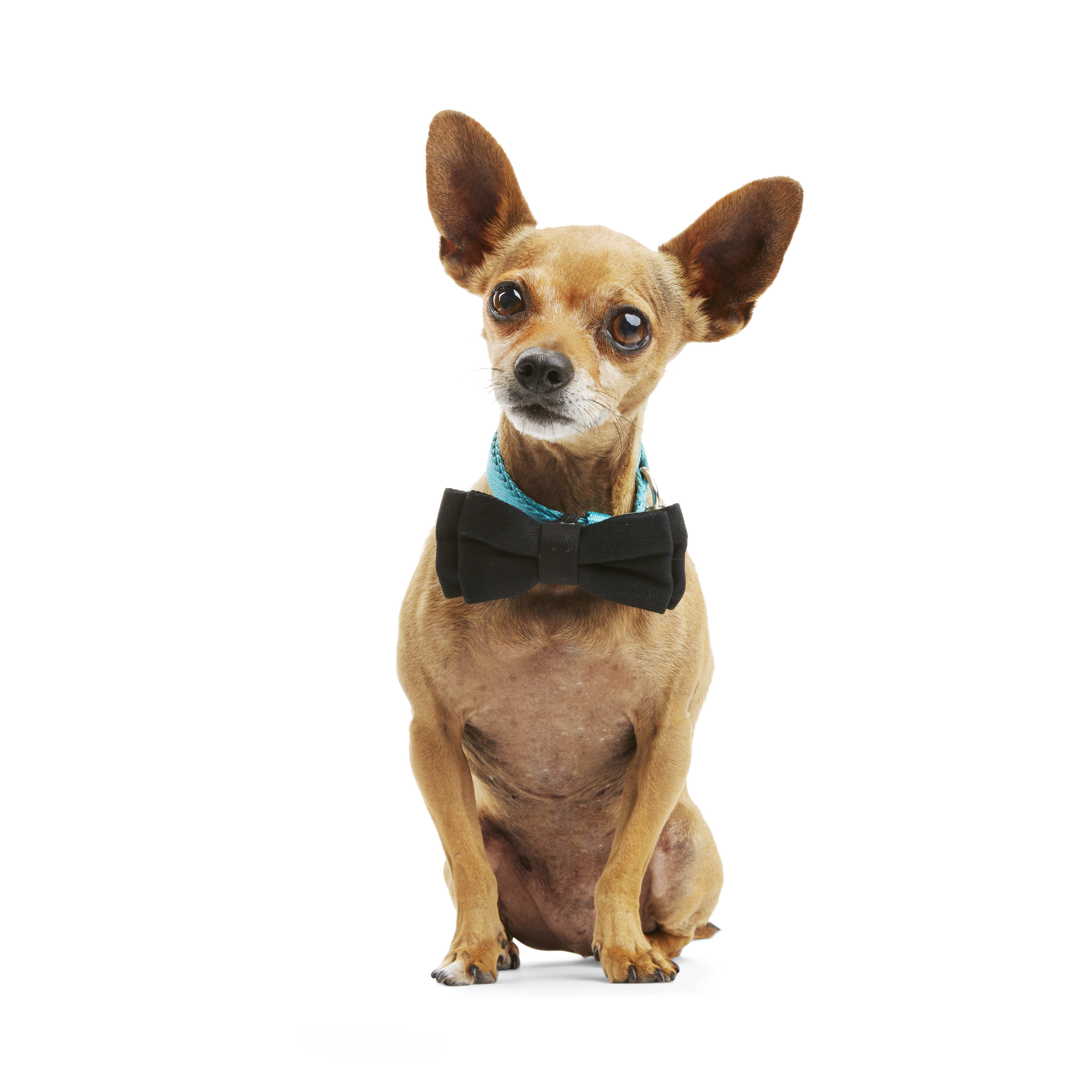 Petco dog hot sale bow tie