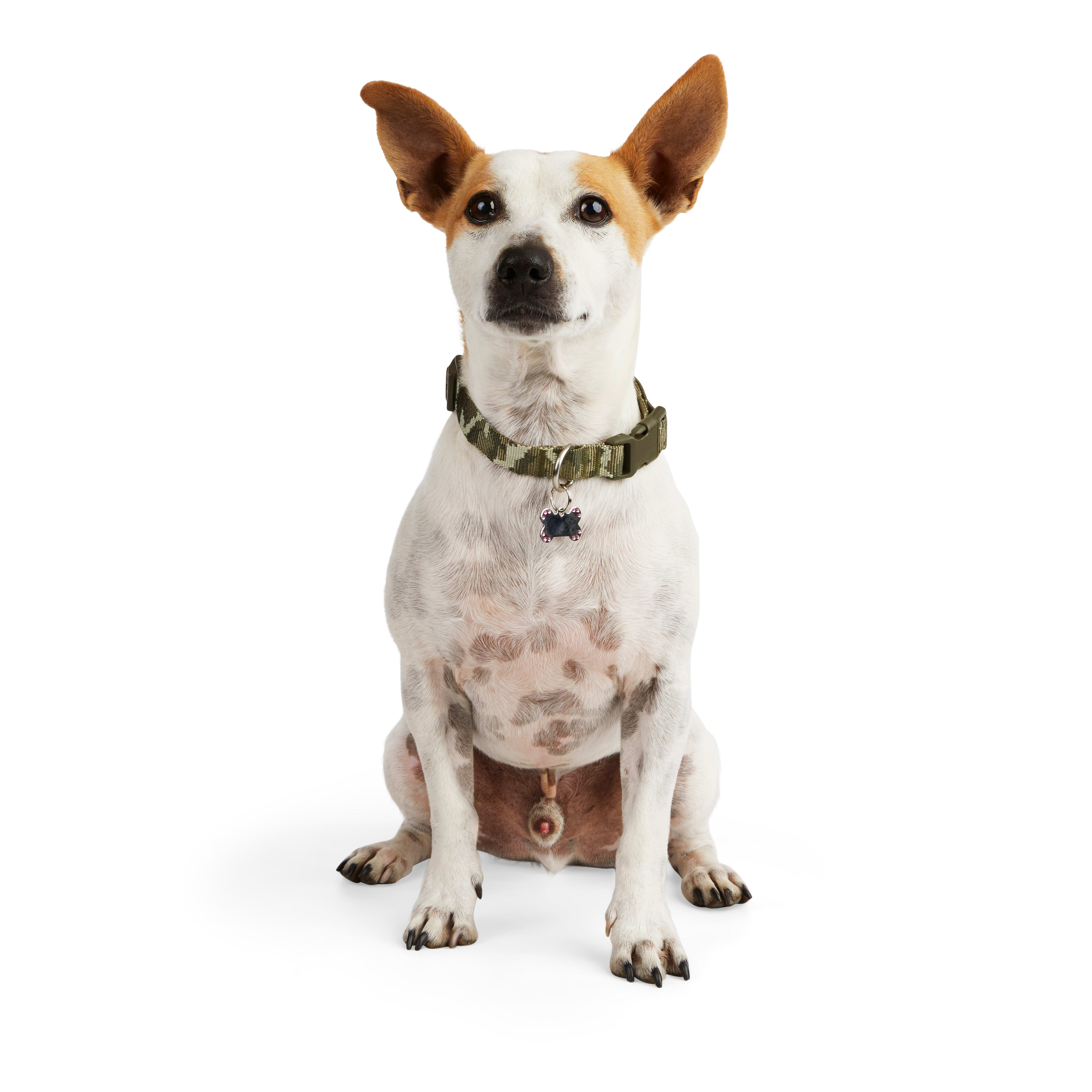 Camouflage Dog Collars by Six Point Pet