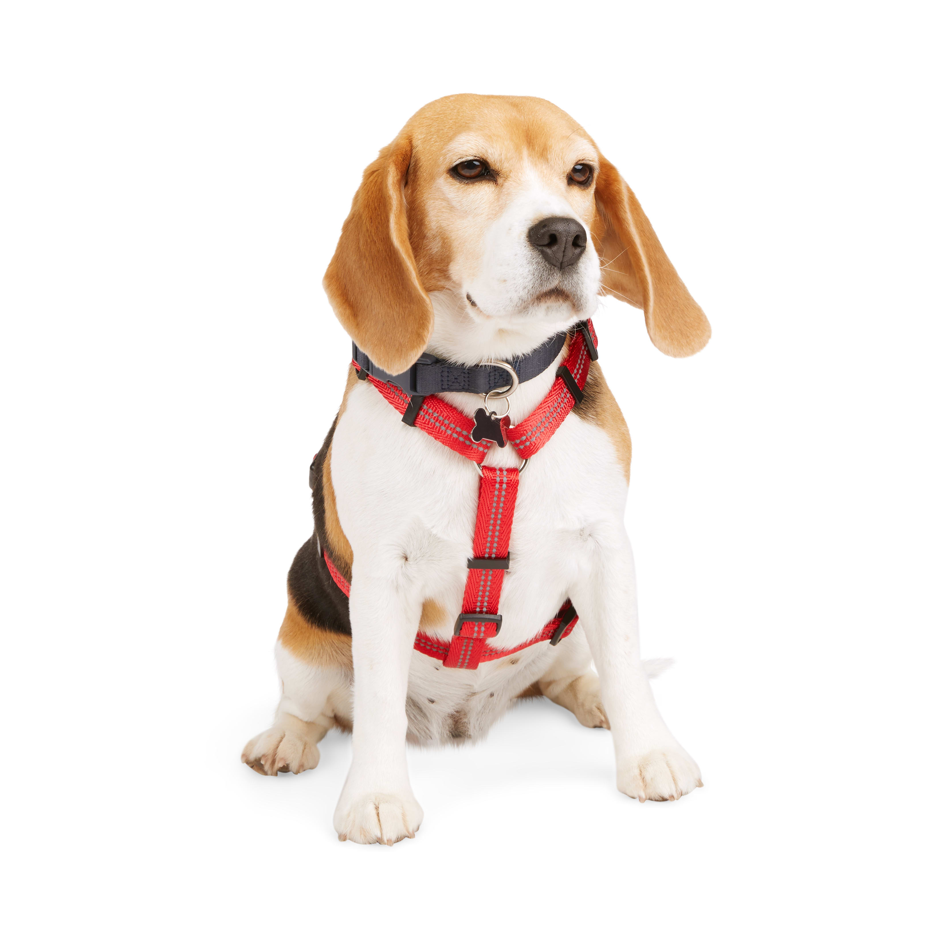 Petco kong sale harness