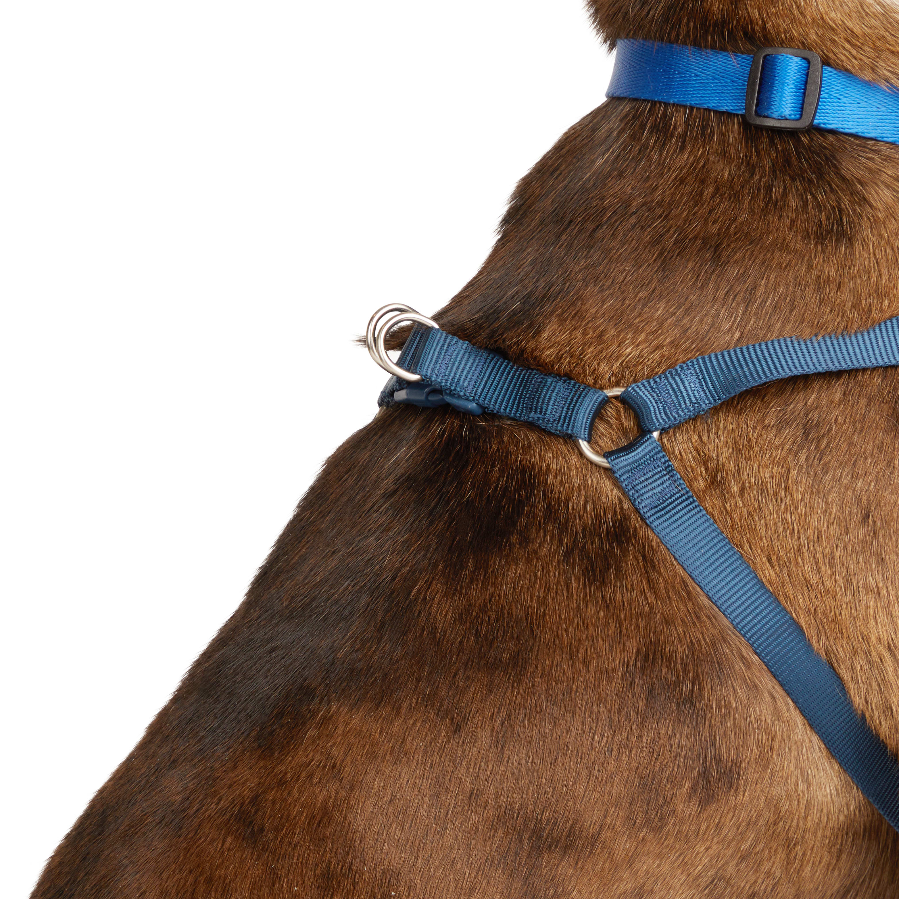 Top paw best sale dog leashes