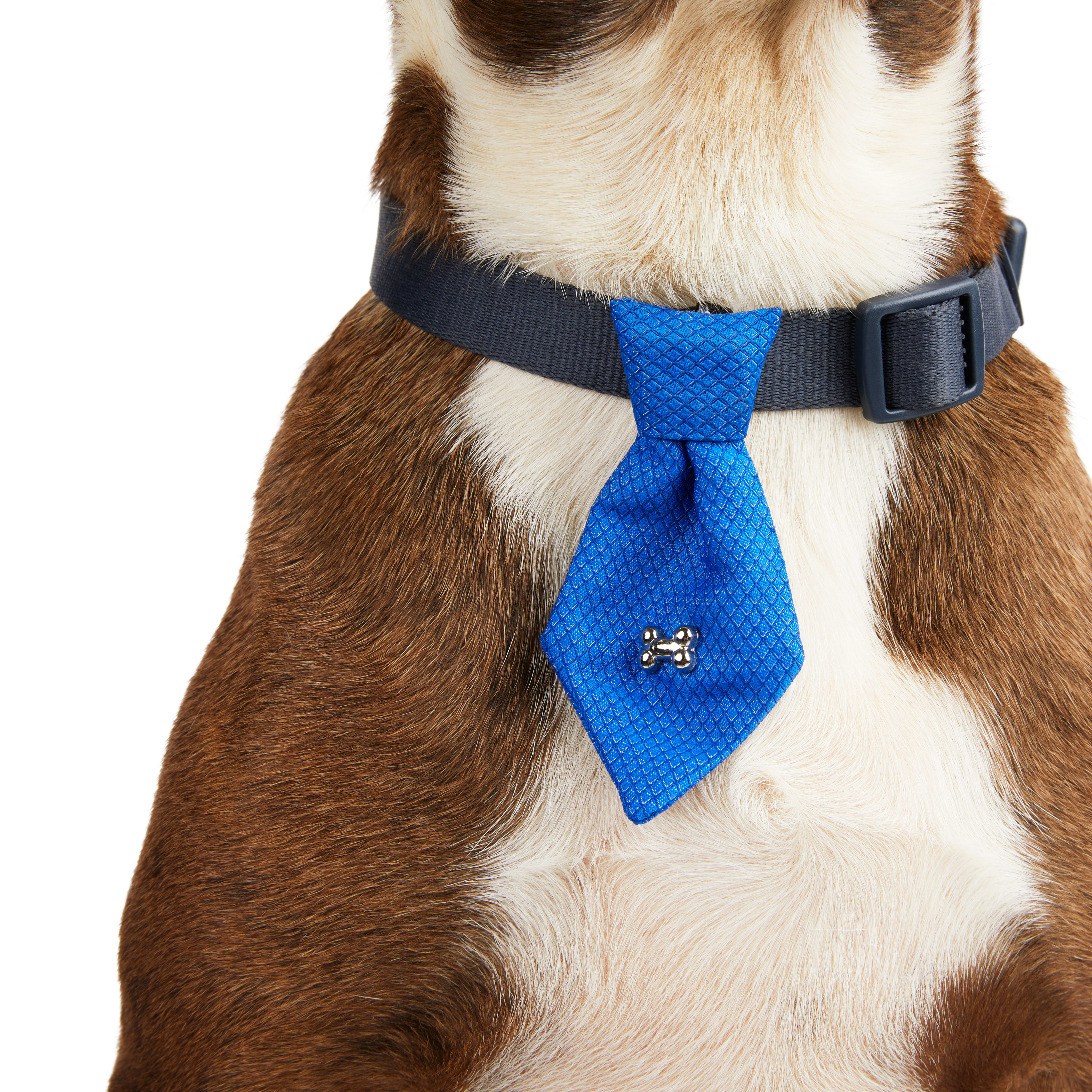 Bow ties shop for dogs petco