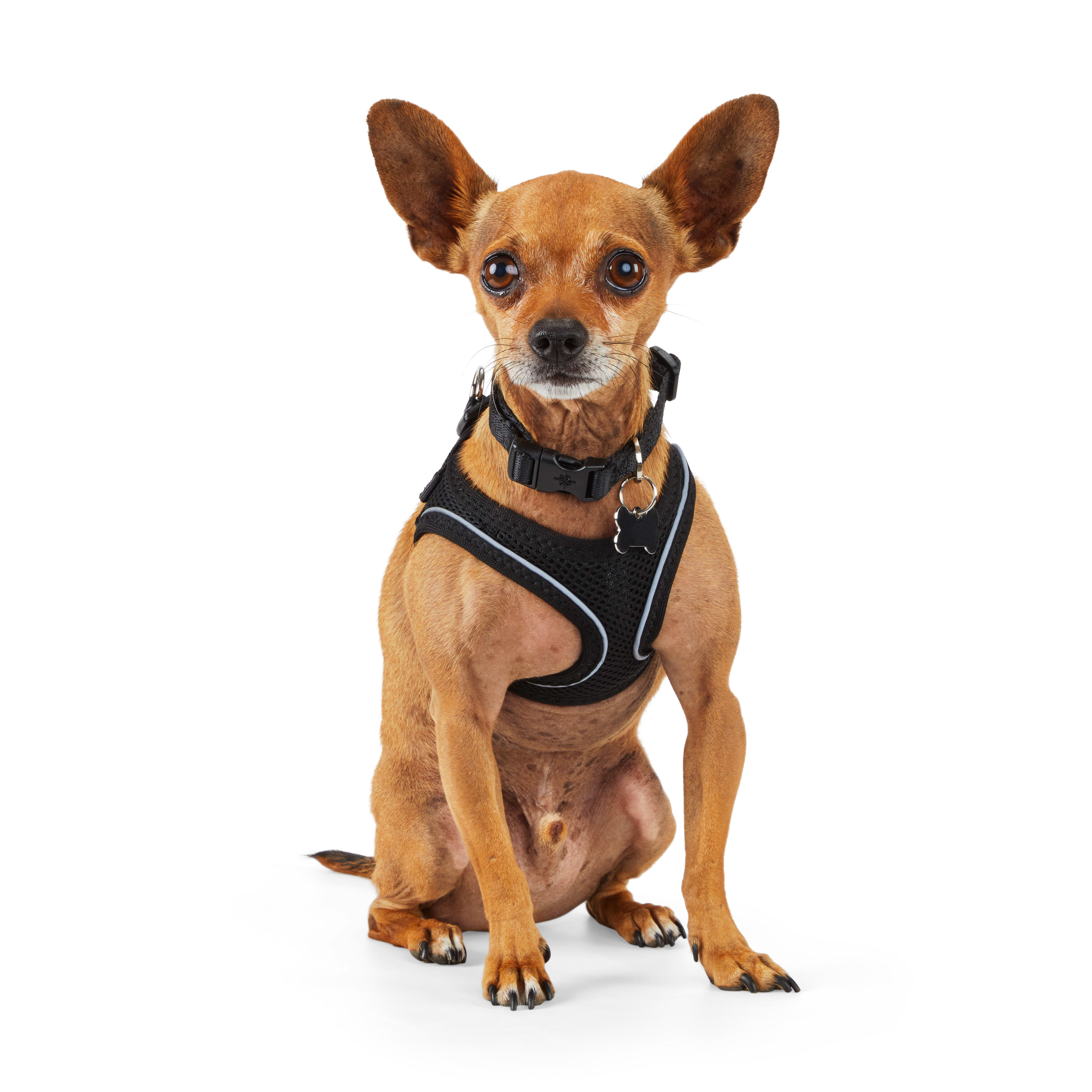 Petco on sale mesh harness