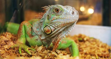How to Clean and Disinfect Reptile Cages