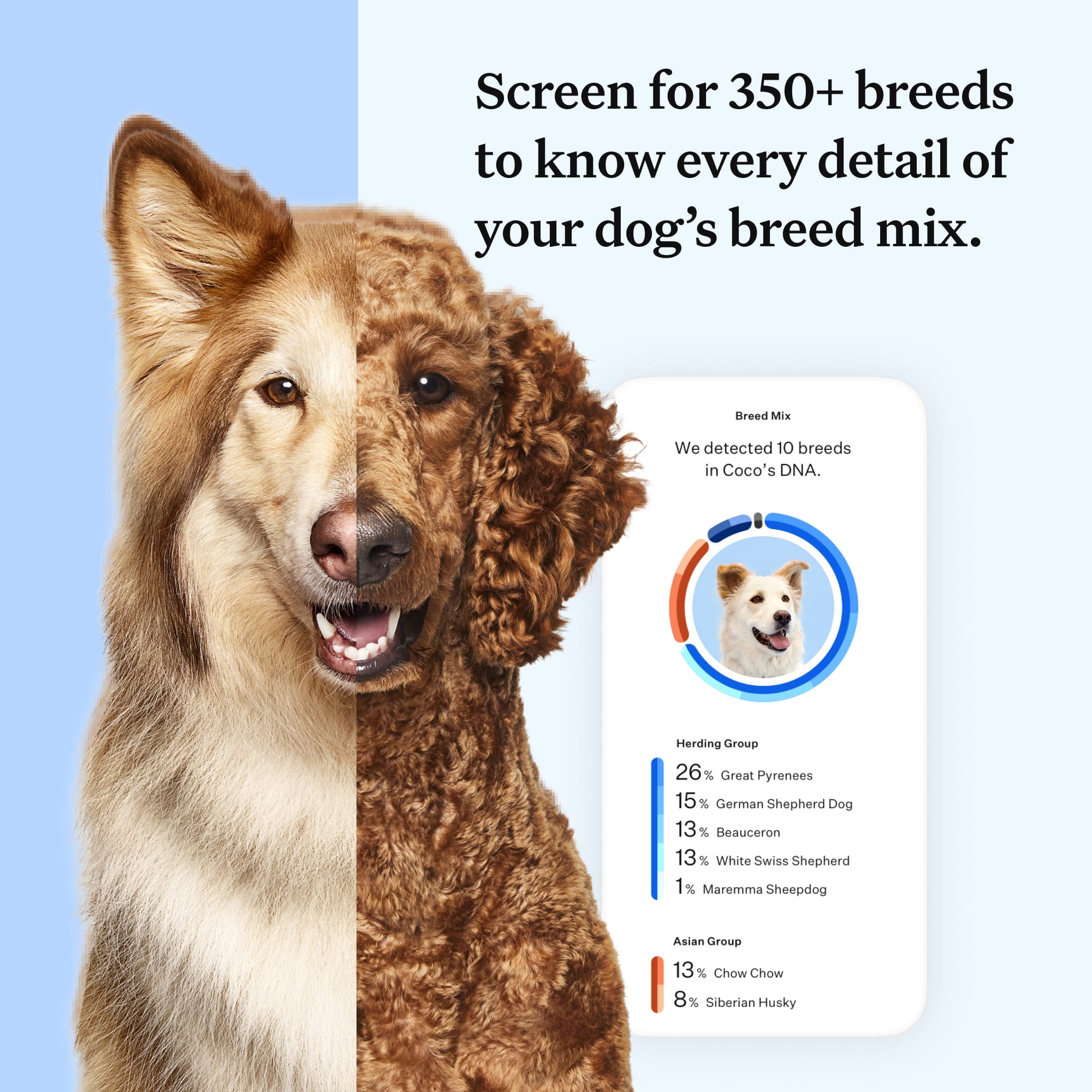 Wisdom Panel Essential Dog DNA Test Kit Petco