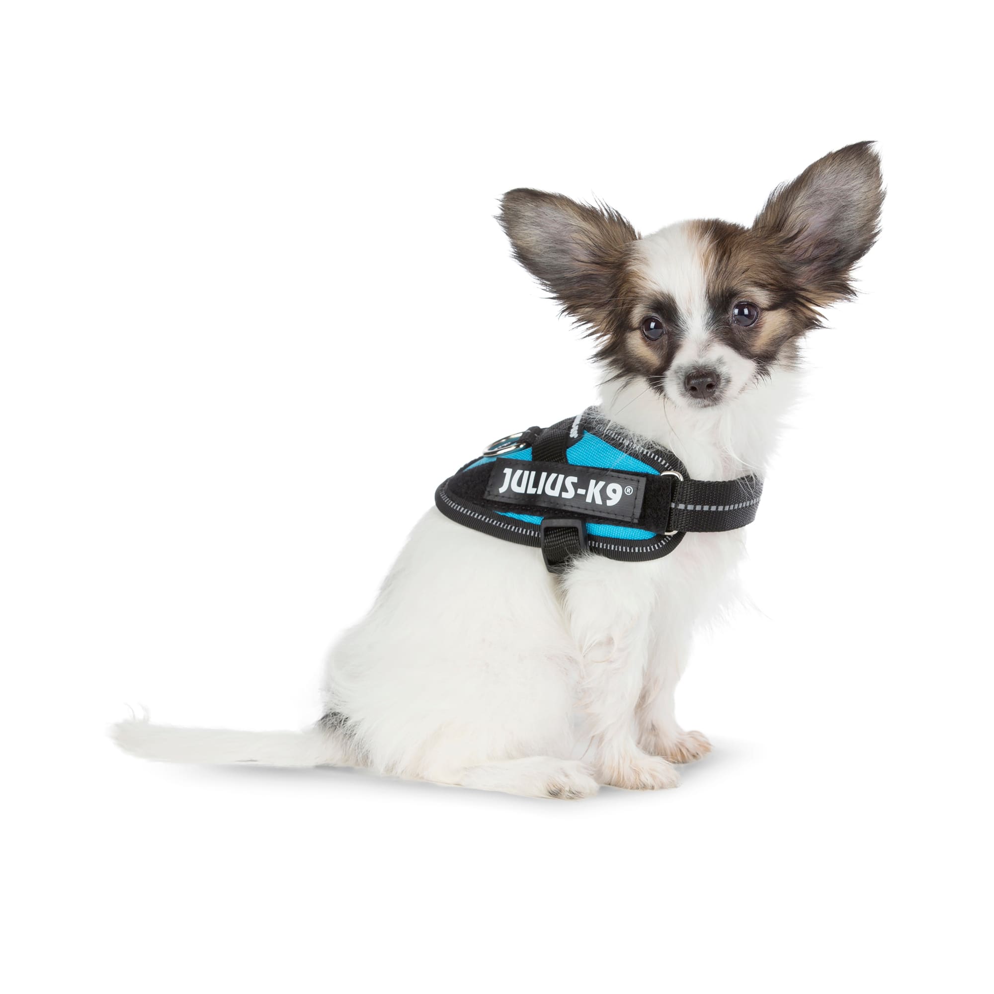 Julius k9 harness chihuahua best sale