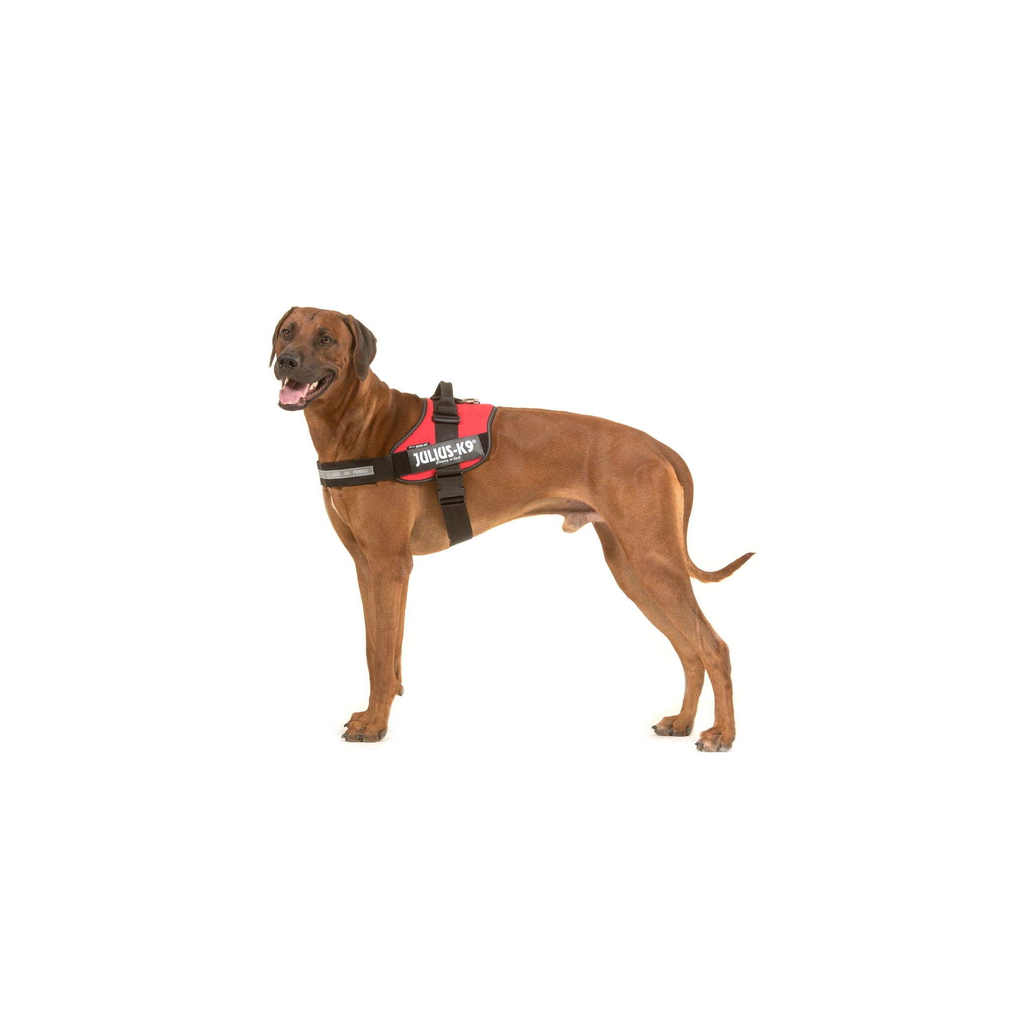 Julius k9 outlet harness small