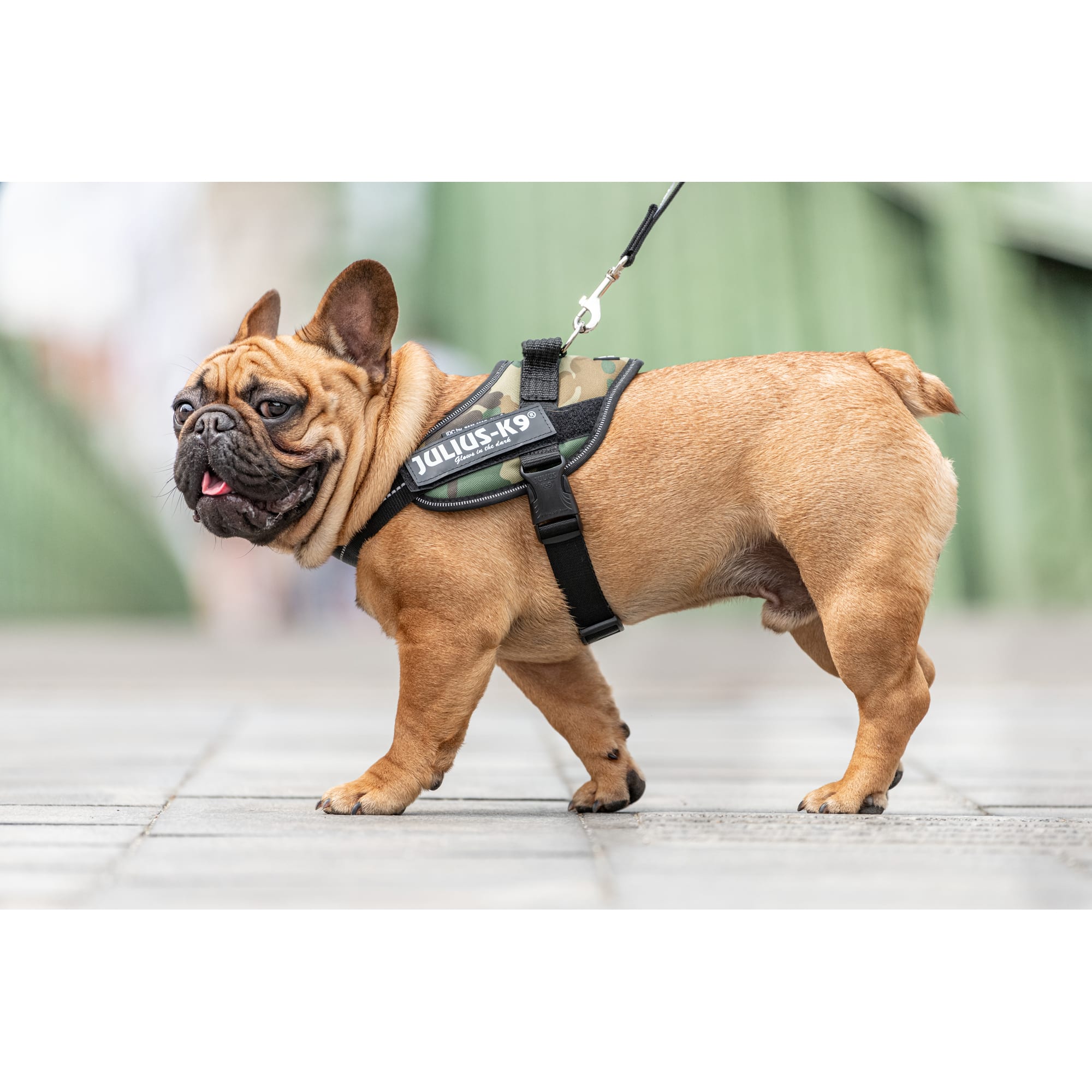 Julius k9 2025 harness french bulldog