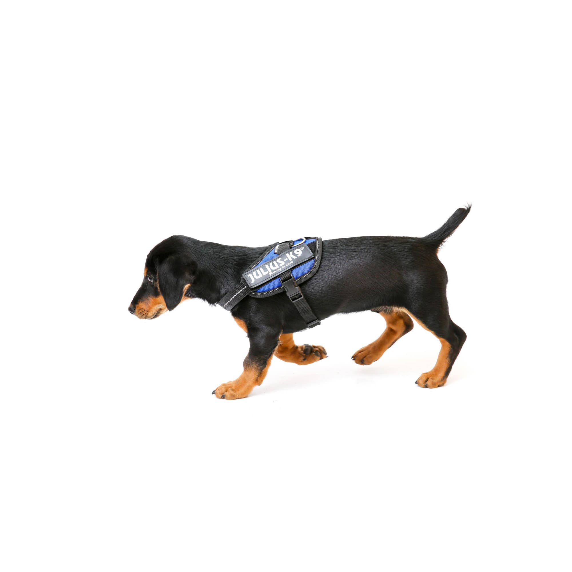 Julius k9 2025 harness dachshund