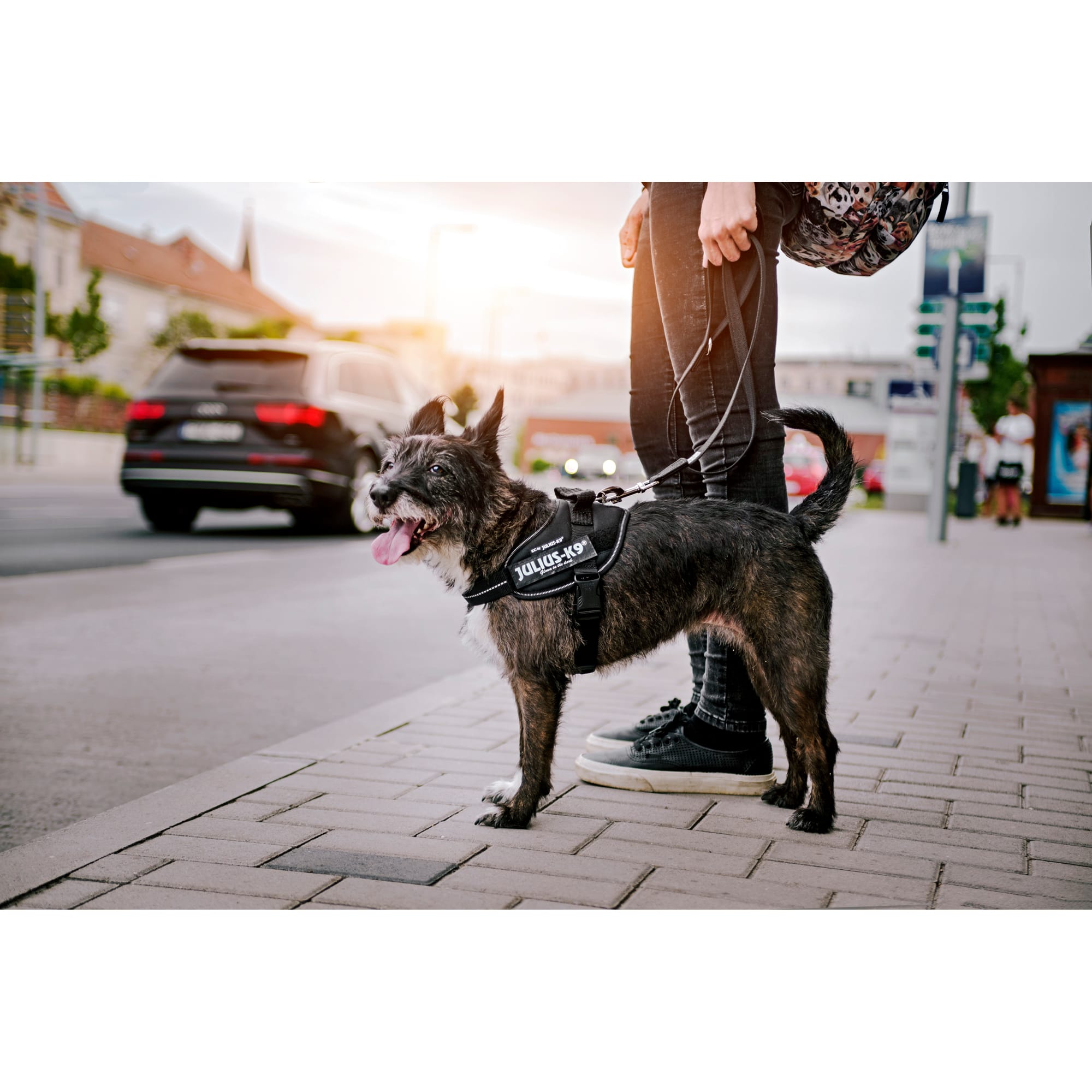 Julius k9 shop harness german shepherd