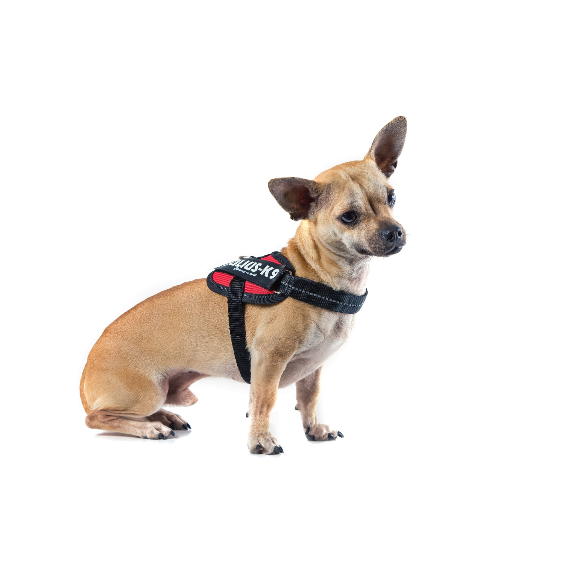 Julius k9 best sale harness chihuahua