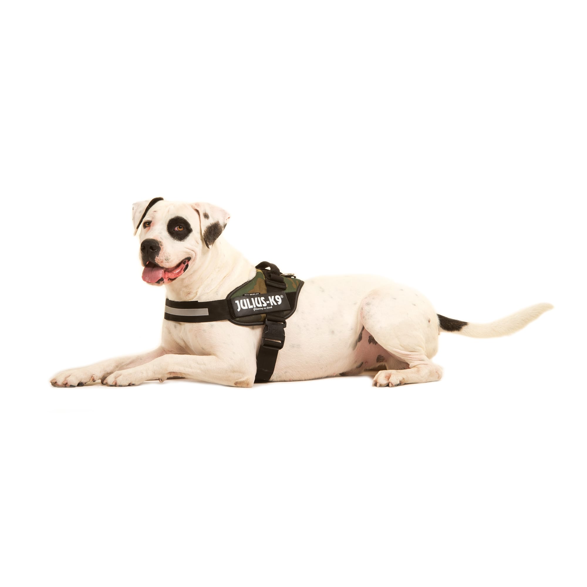 Julius k9 fashion harness size for labrador