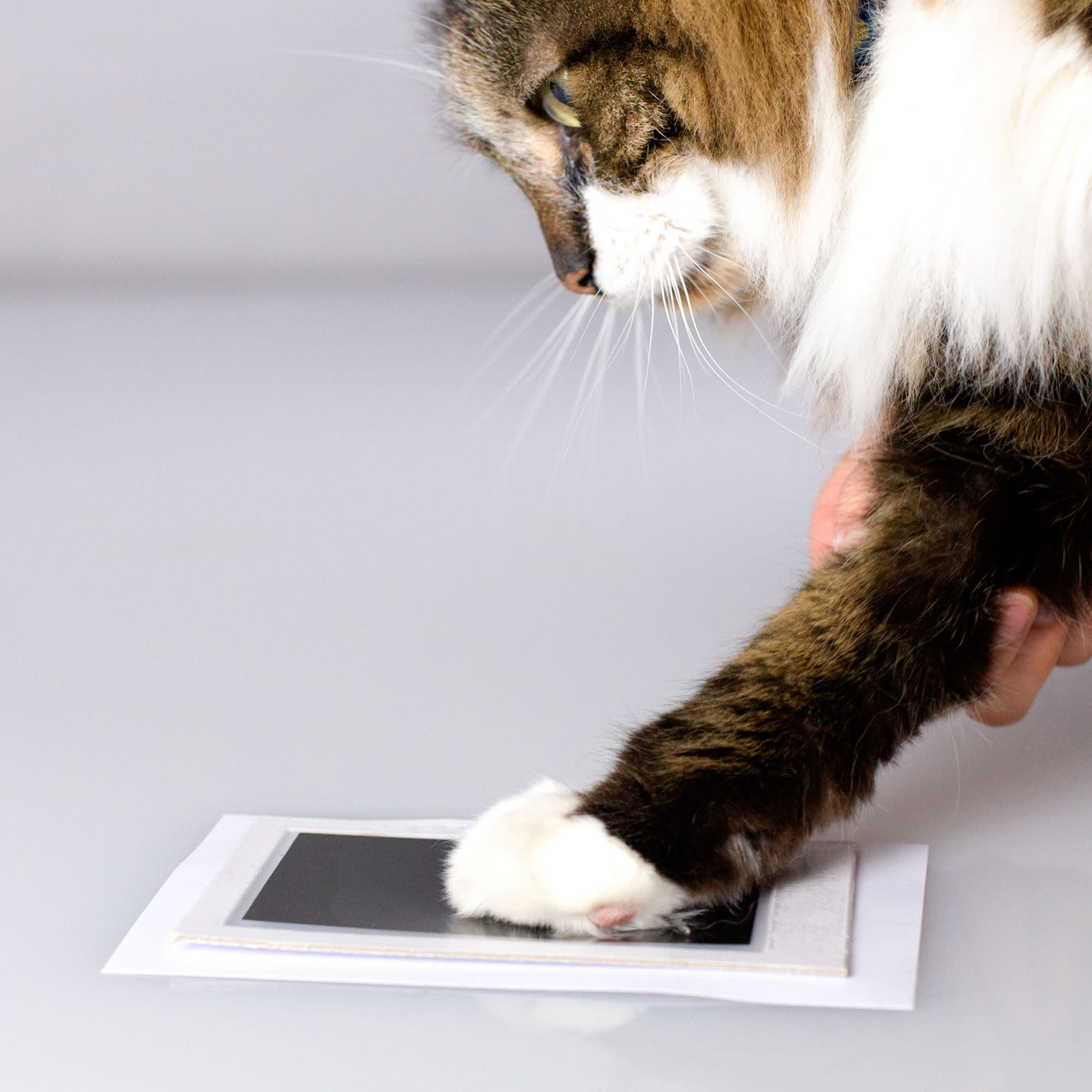 Paw Print Ink Pad