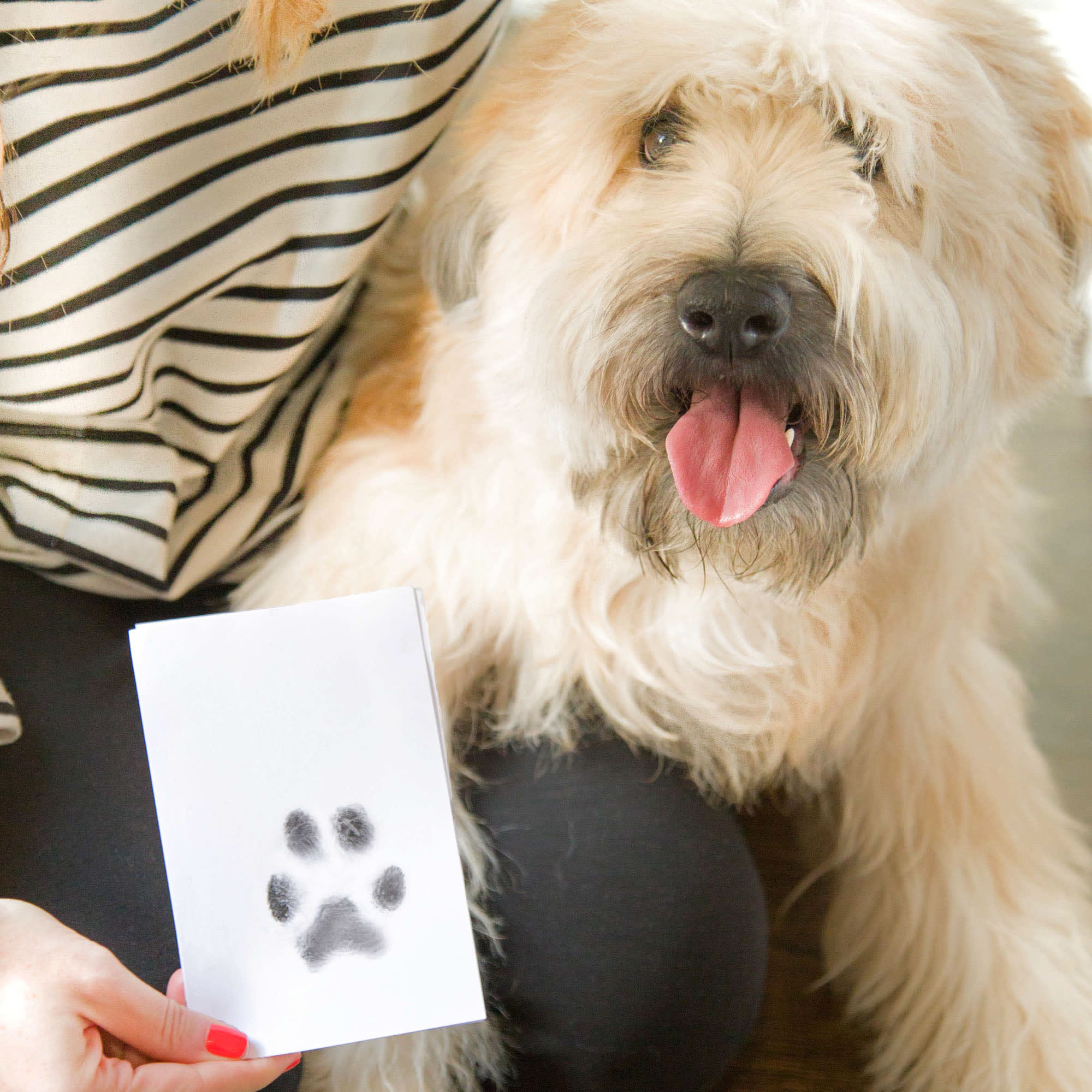 Fur Gift Paw Print Stamp Pad, 100% Pet Safe Kit, No-Mess Ink Pad, Imprint Cards, Pet Memorial Keepsake, Dogs, Cats, Small Pets, Pet Owner, Pet