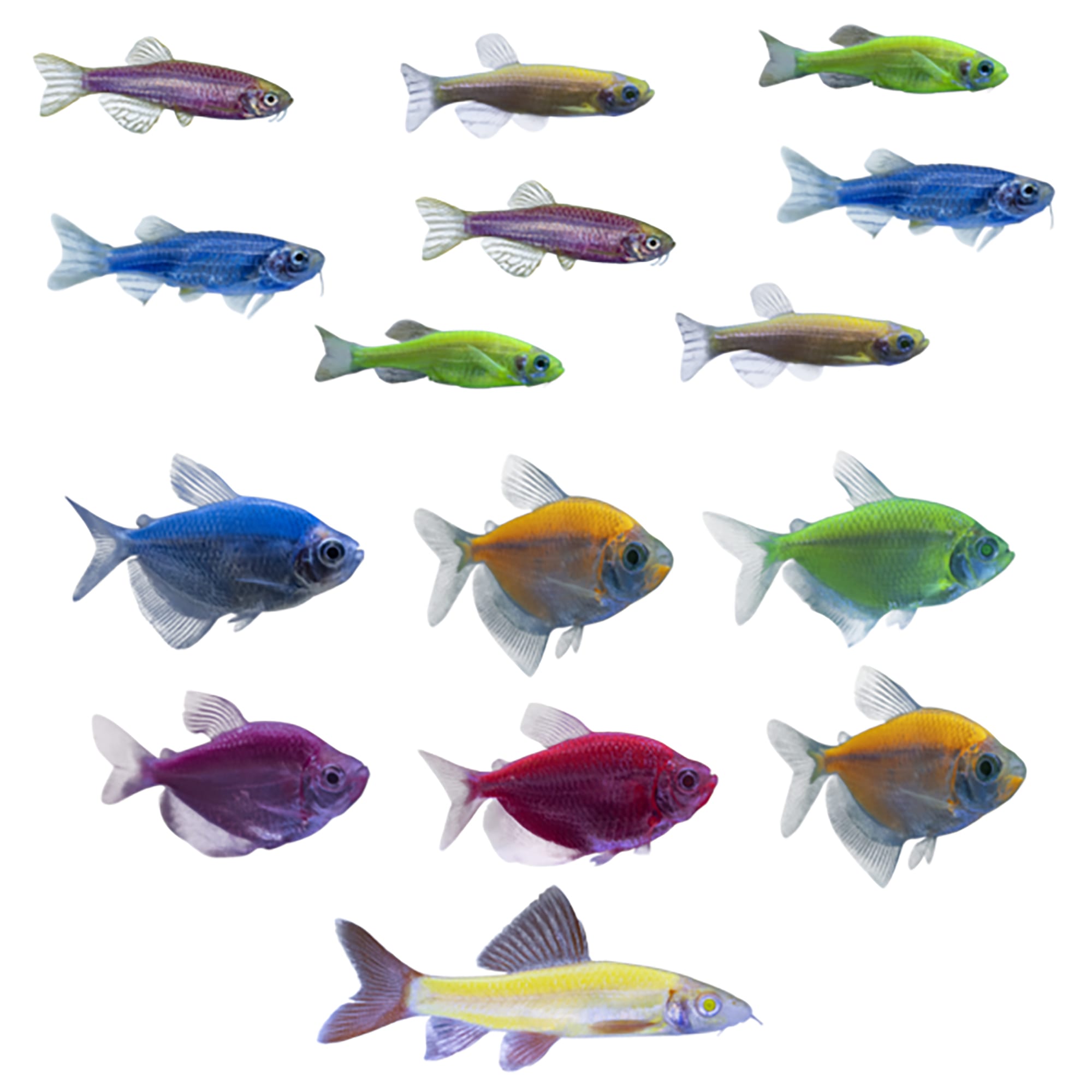 GloFish Community Collection For Sale - 20 Gallon