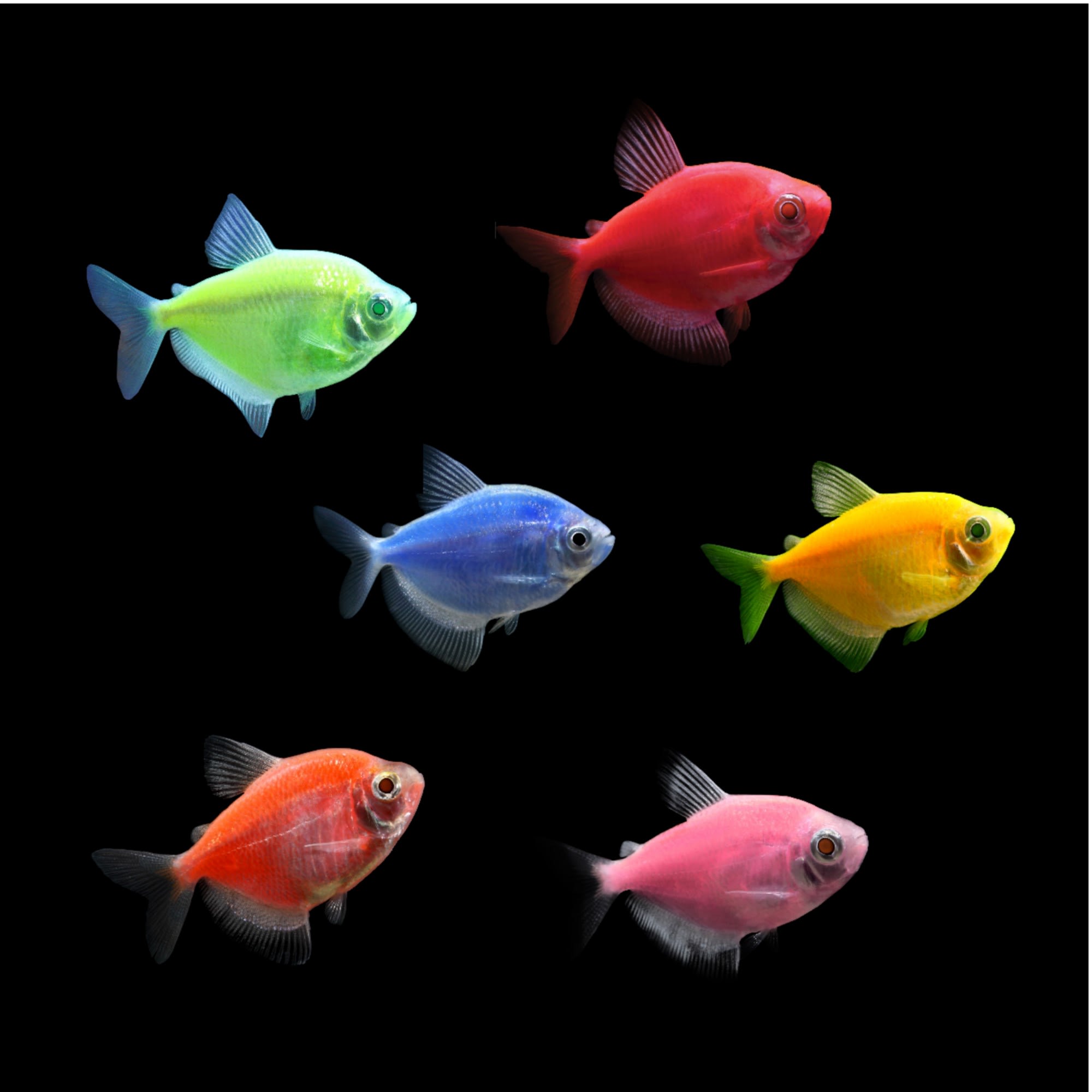 Petco 2025 glofish tank