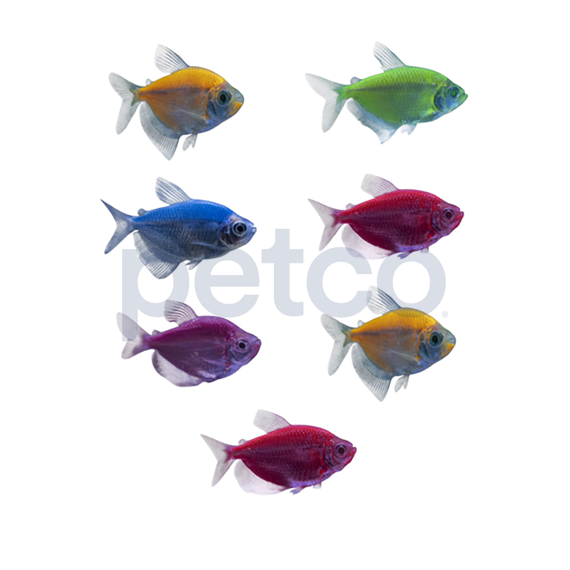 glofish betta fish and tetras