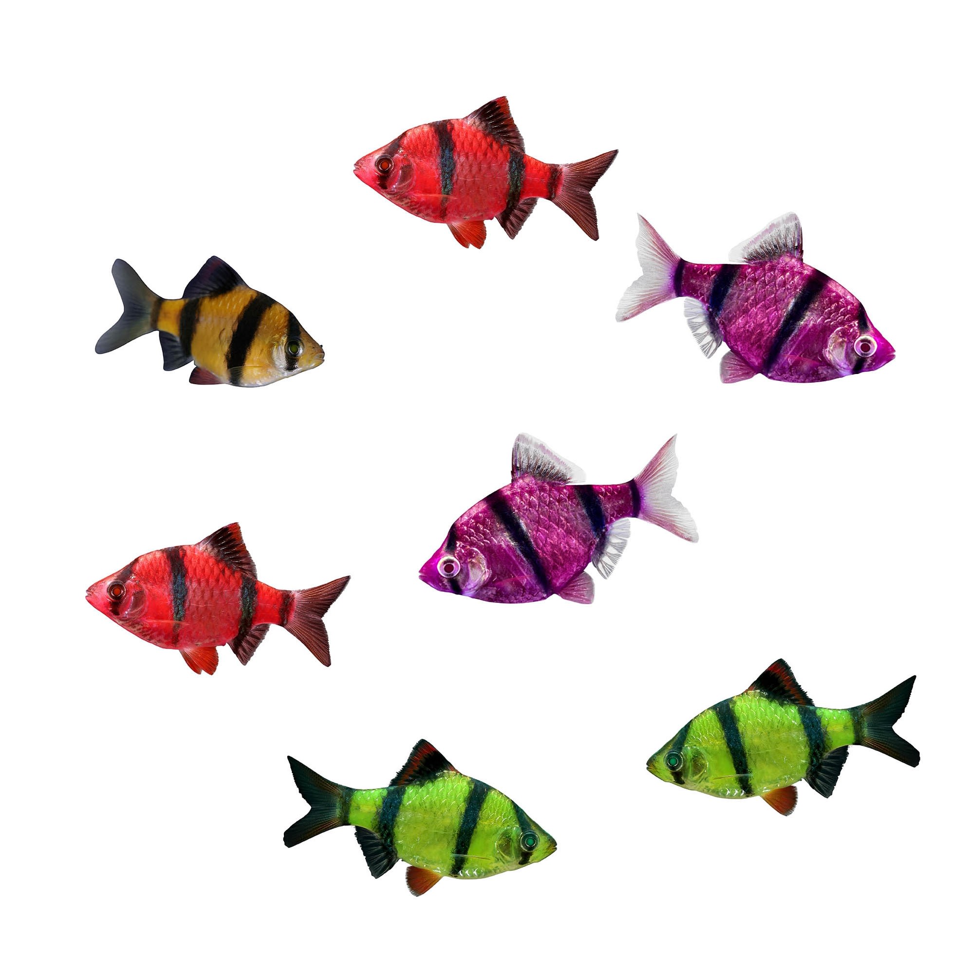 Glofish barb care sale