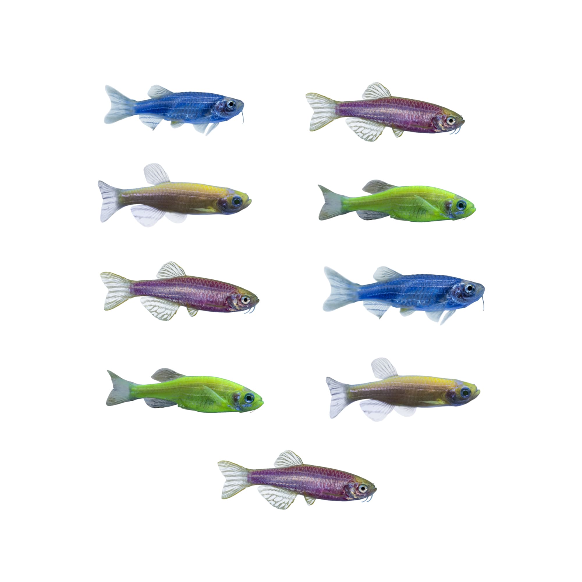 Assorted GloFish Danio 9 Pack Danio rerio Petco