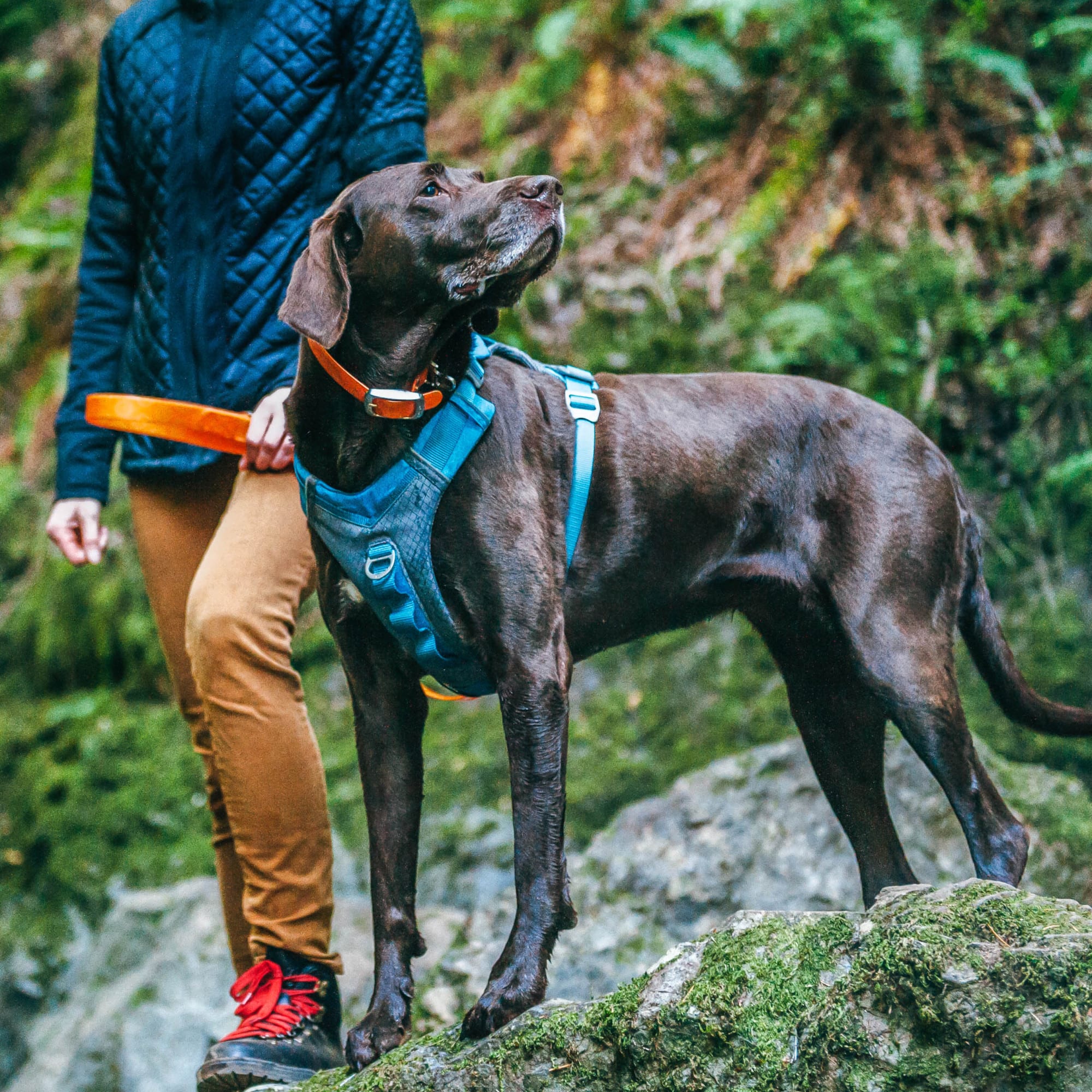 Kurgo journey harness petco shop