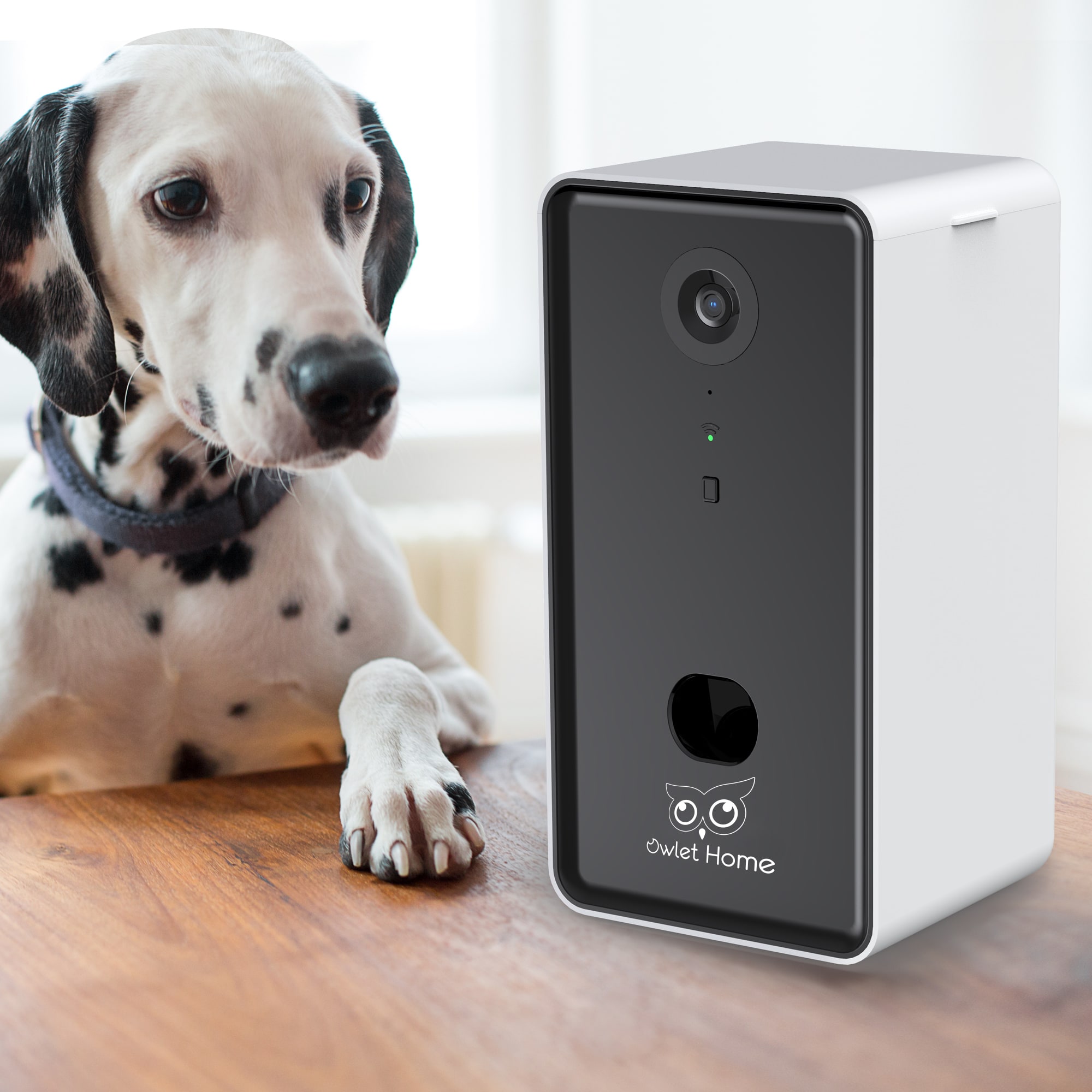 Owlet Home Pet Camera with Treat Dispenser Tossing for Dogs/Cats, Advanced  WiFi, 1080P Camera, Live Video, Auto Night Vision, 2-Way Audio, Compatible  with Alexa, pre-Recorded Voice Message Black & White