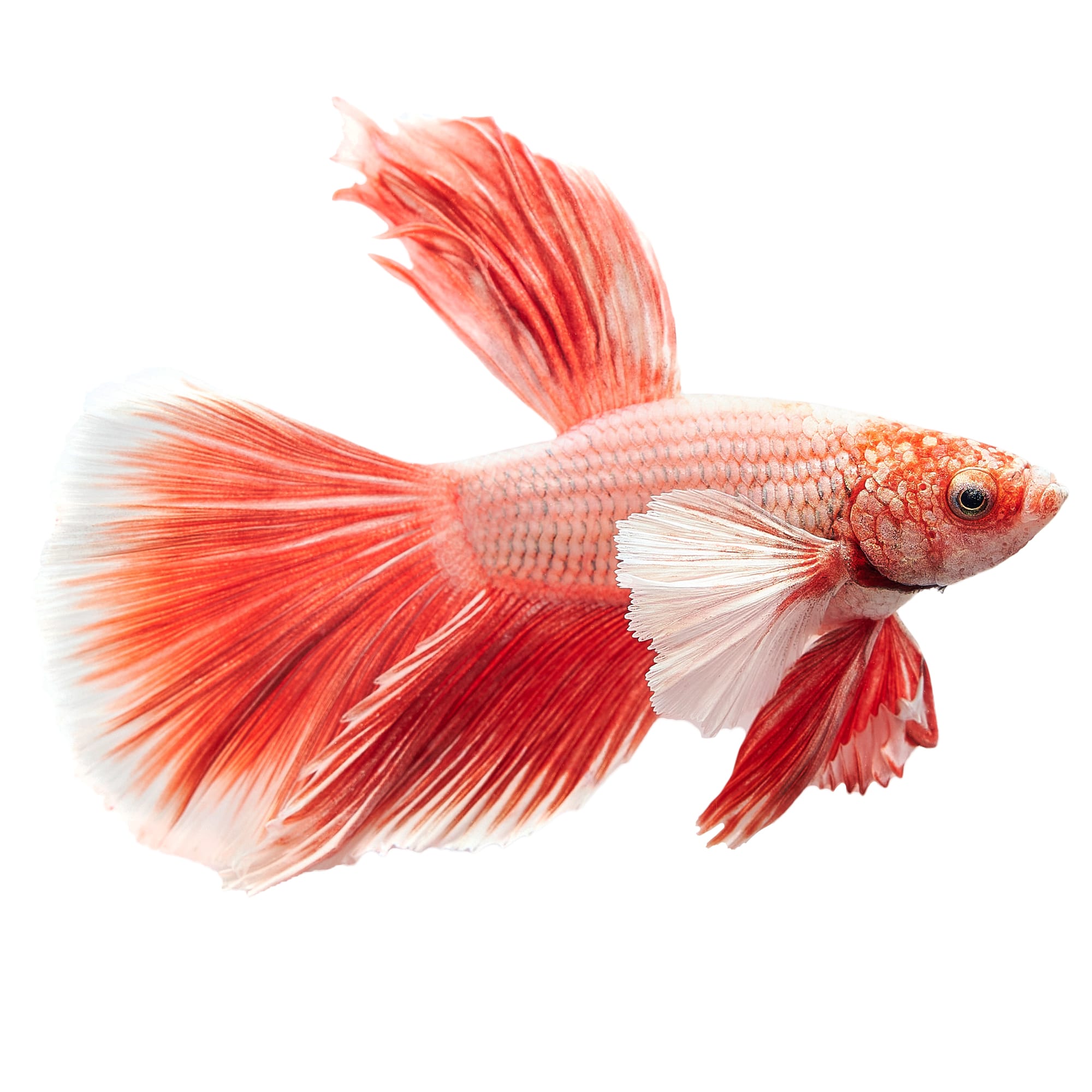 Pink Orchid Betta For Sale - Male