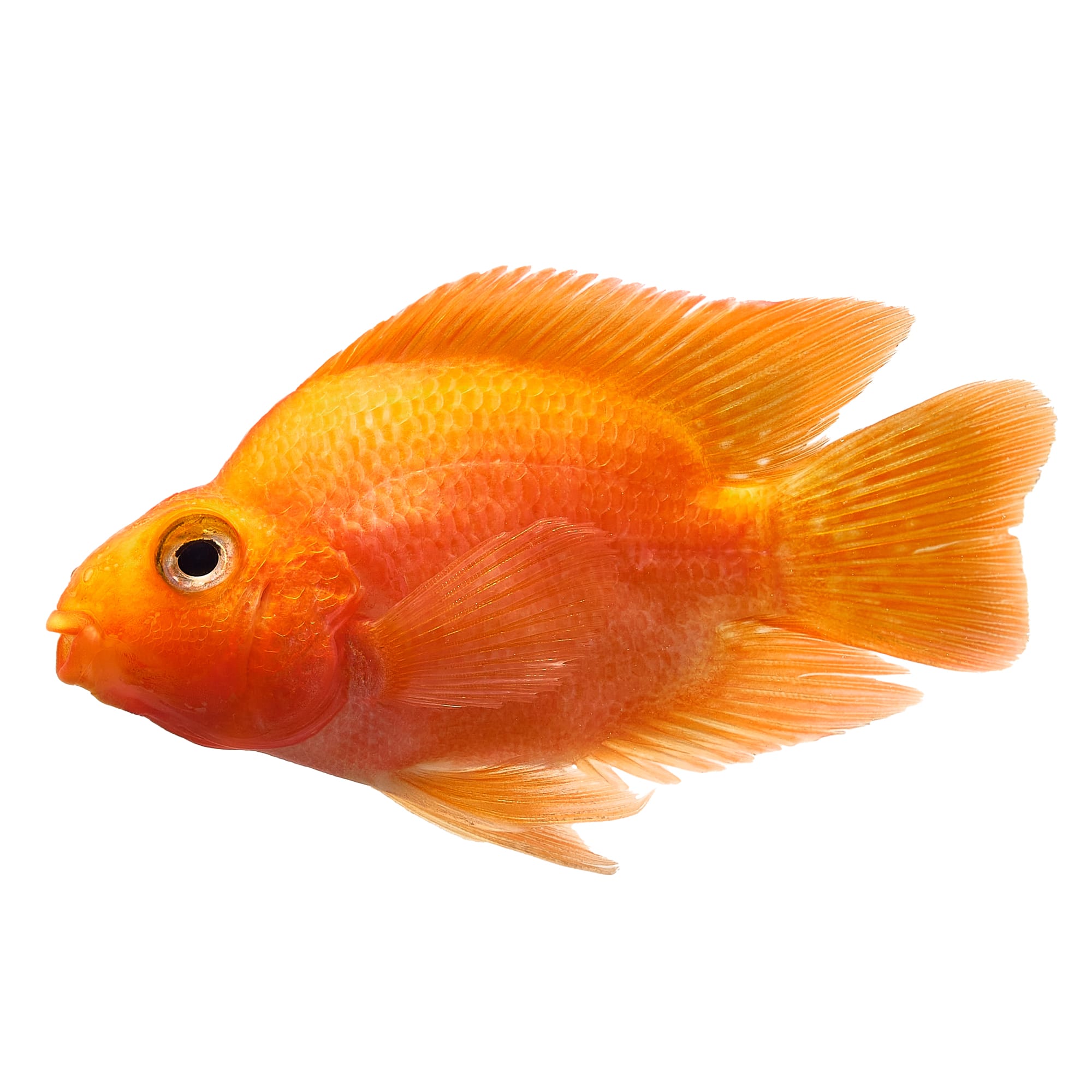 Parrot fish freshwater outlet for sale