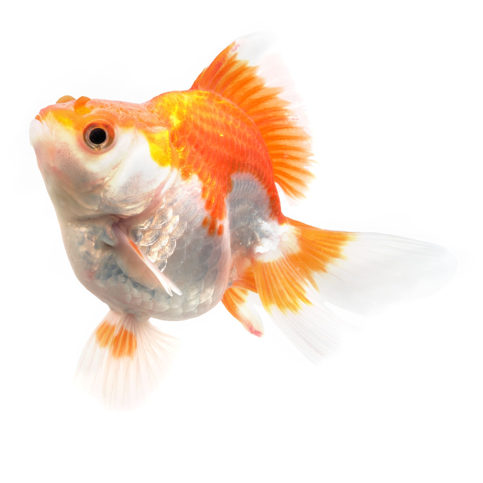 Jumbo Ryukin Goldfish 4 5 Carassius Auratus Petco