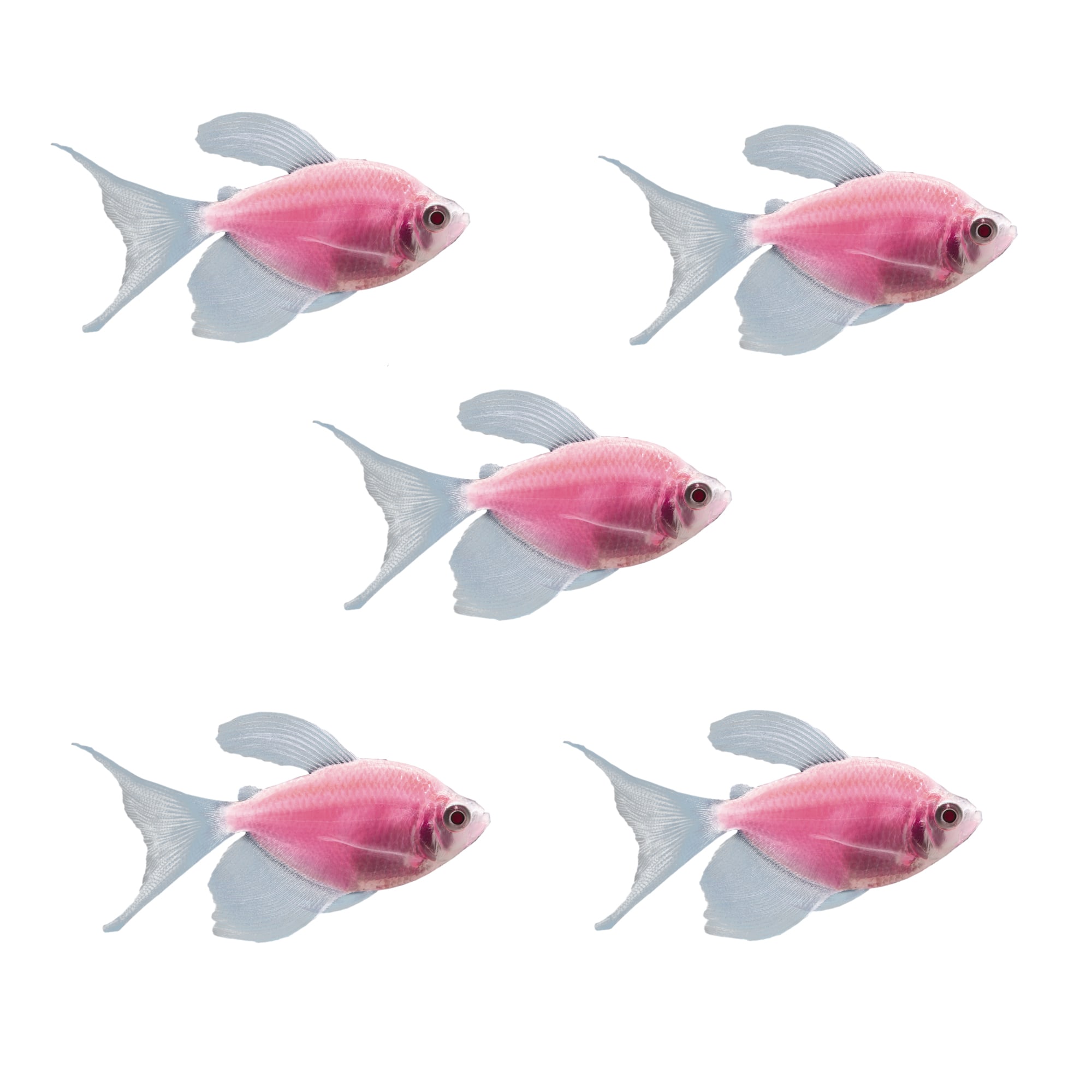 Moonrise Pink Longfin Tetra 5 For Sale 5 Pack Petco