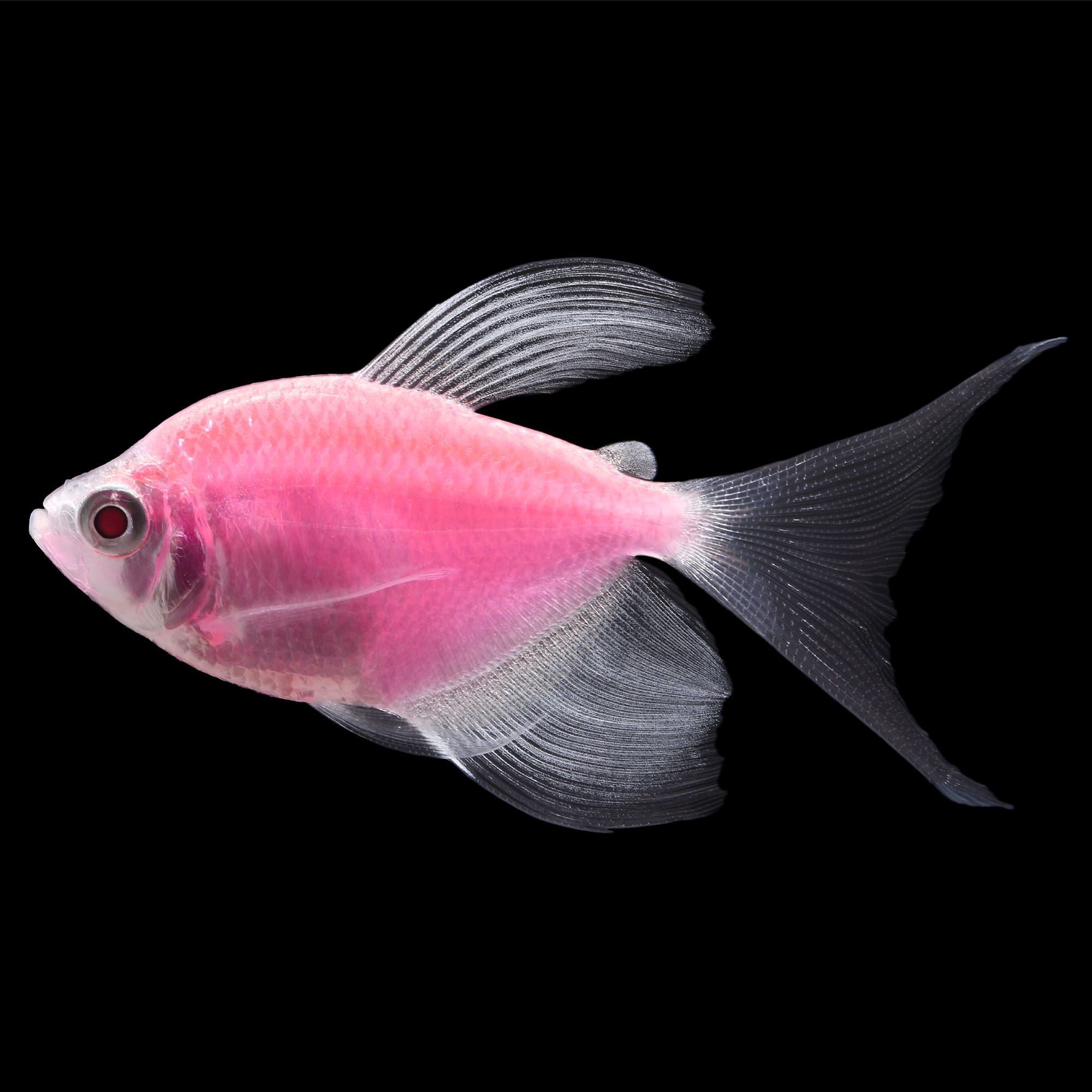 Moonrise Pink Longfin Tetra 5 For Sale - 5 Pack