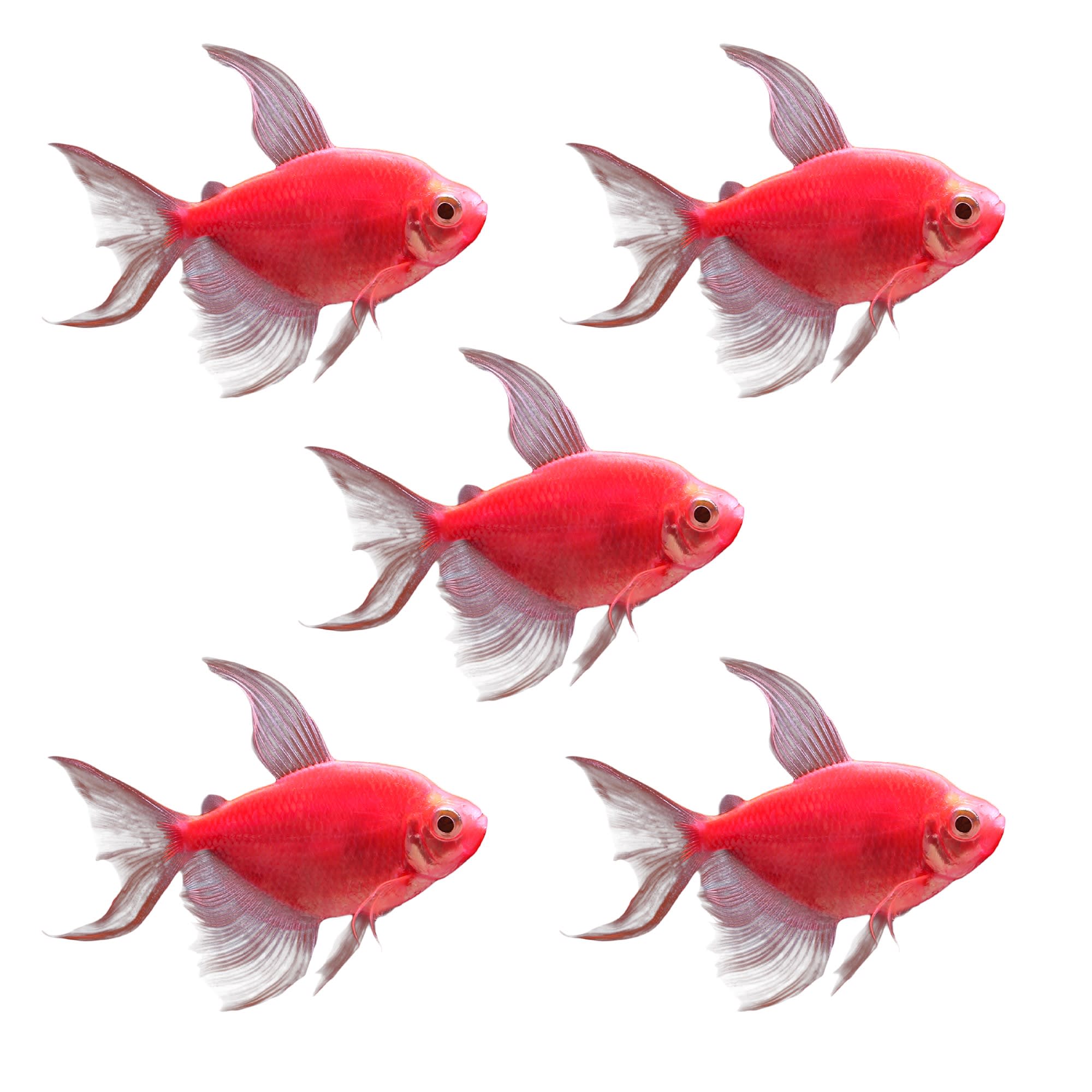 Starfire Red Longfin Tetra For Sale 5 Pack Petco